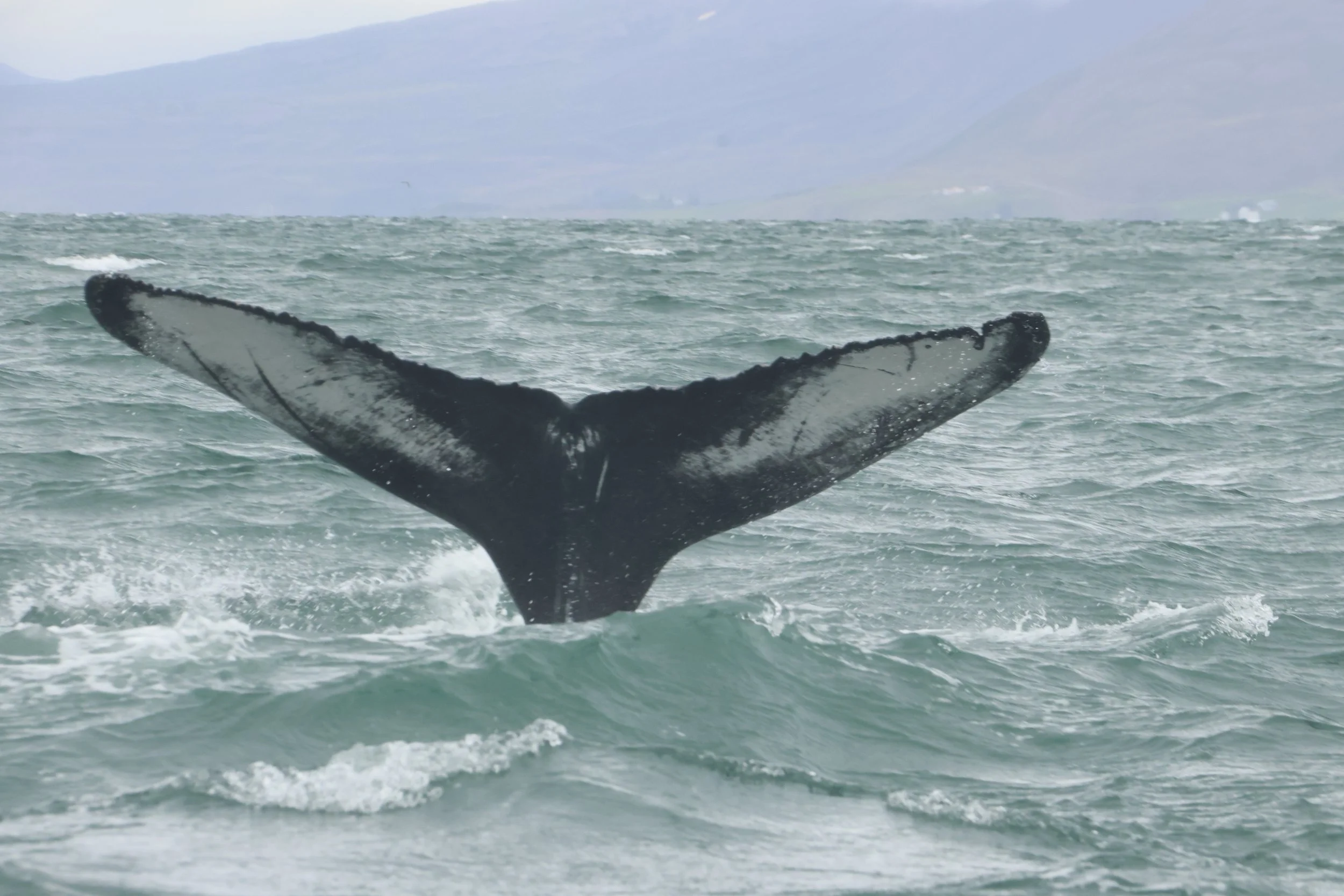 2024_08_19_1400_SOL_GISELA (48).JPG