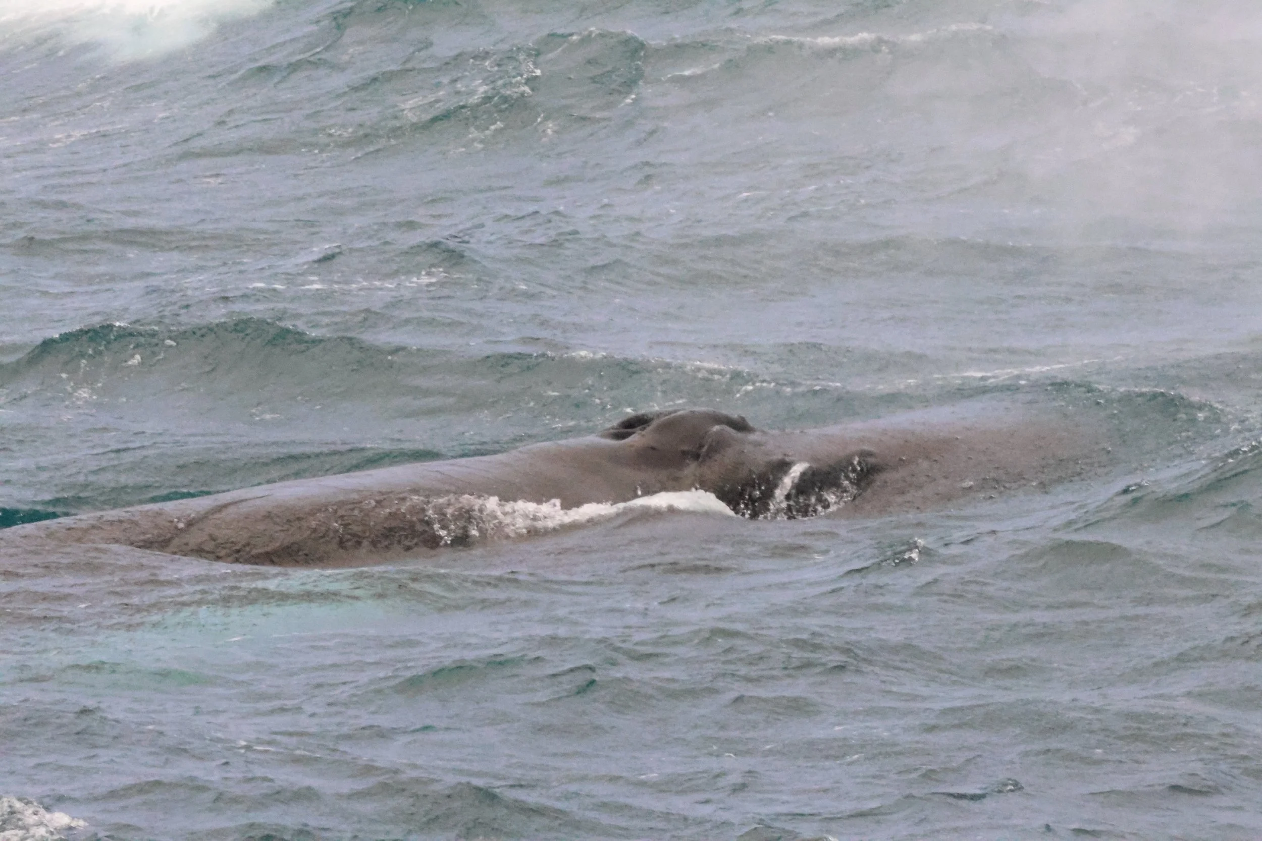 2025_02_03_1100_HOL_Lenka (4).JPG