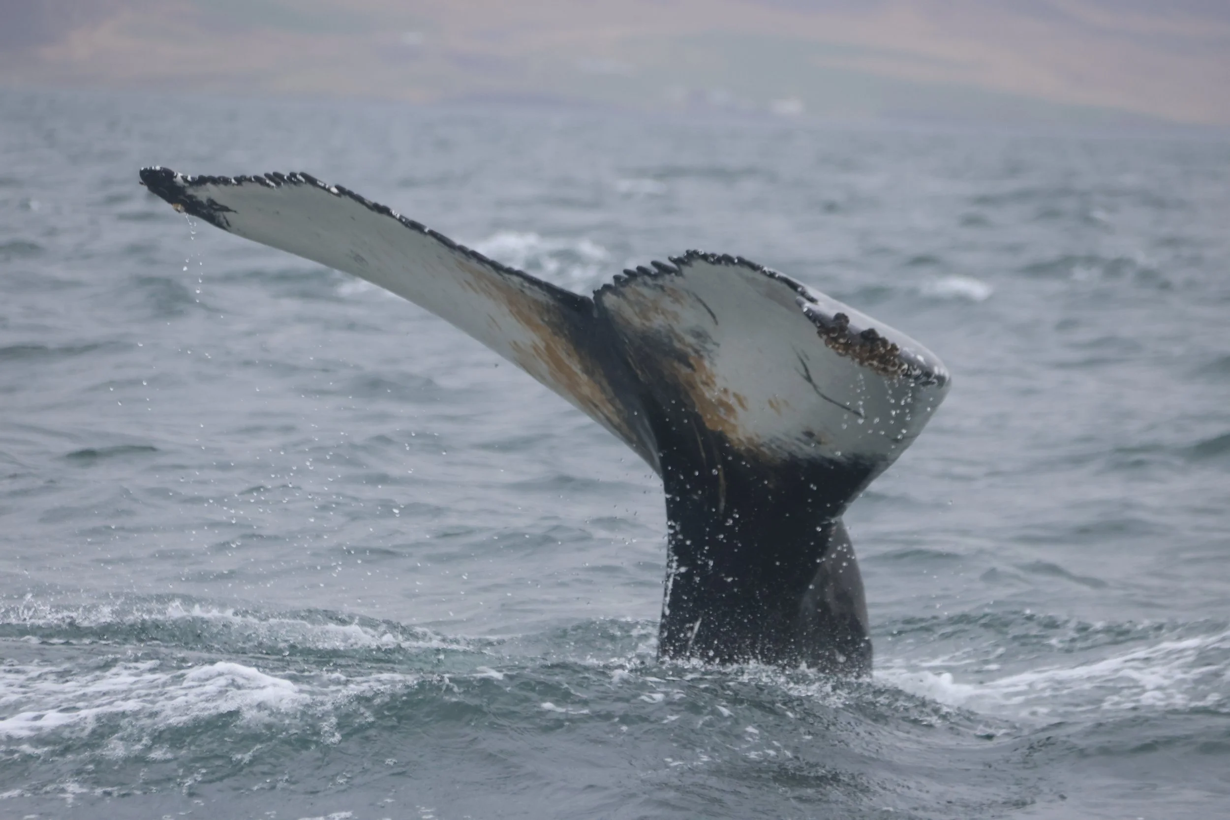 2025_05_01_0900_SOL_Rob (120).JPG