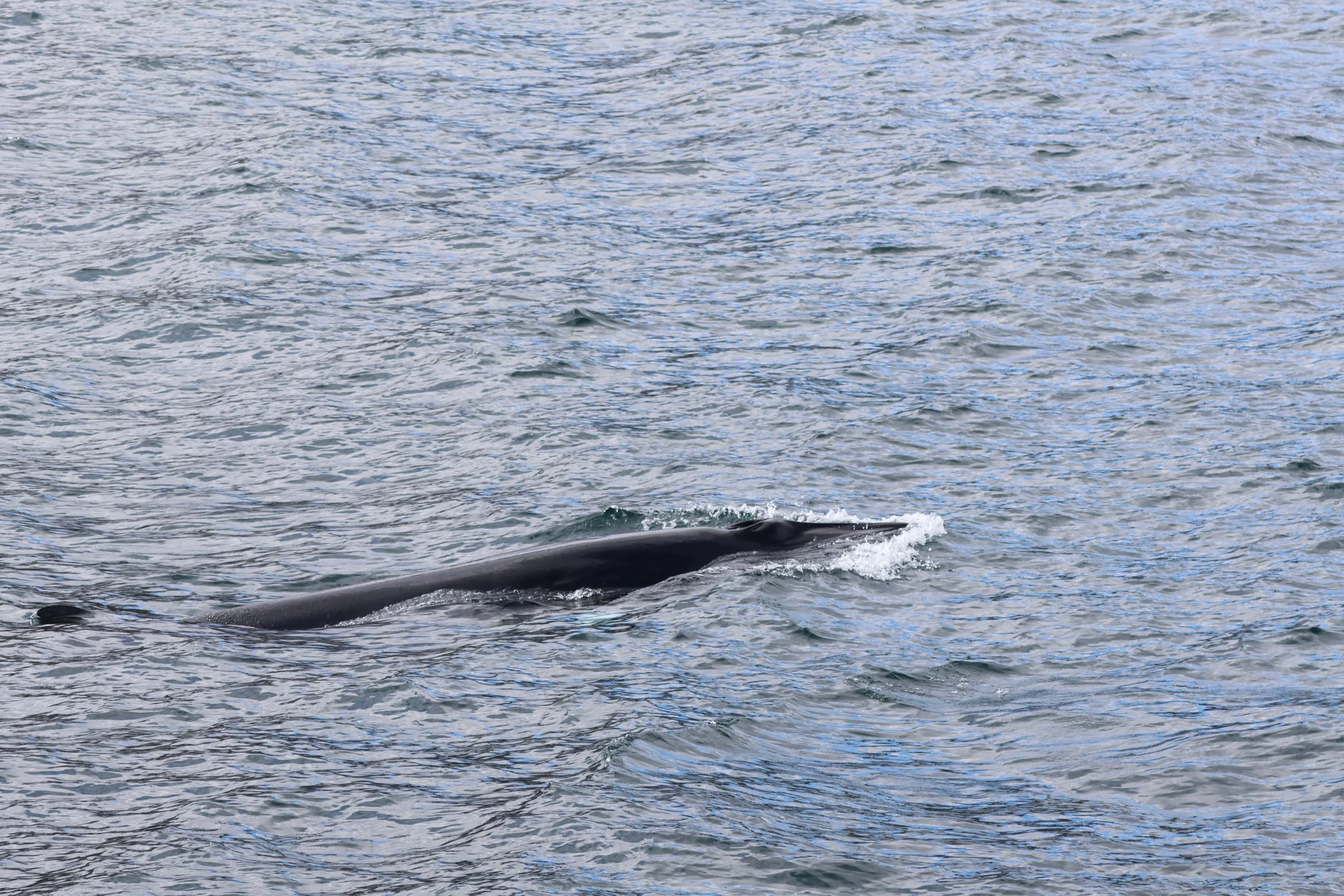 2025_05_01_1300_HOL_Lenka (171).JPG