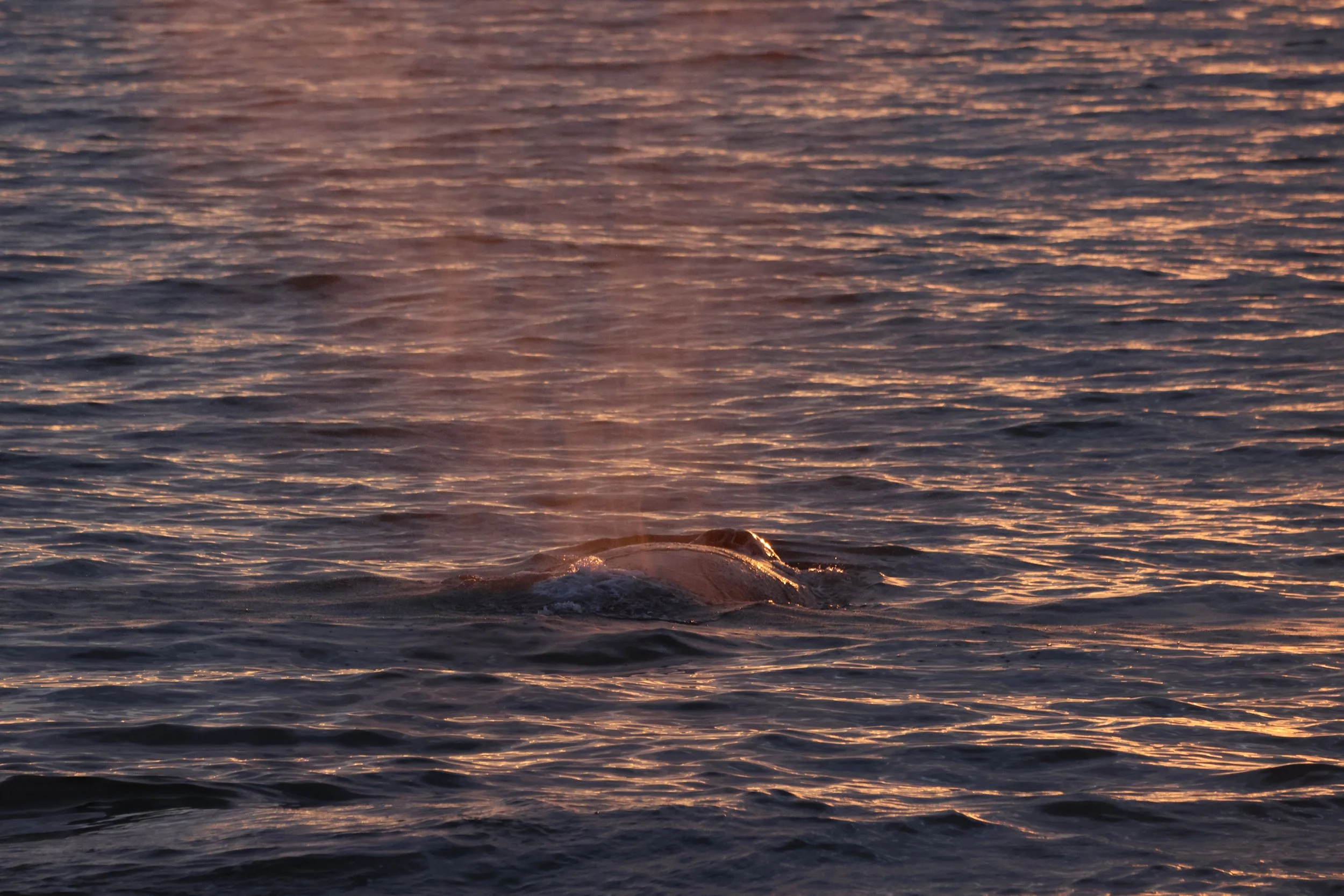 2025_07_24_2030_KON_VICTOR (36).JPG