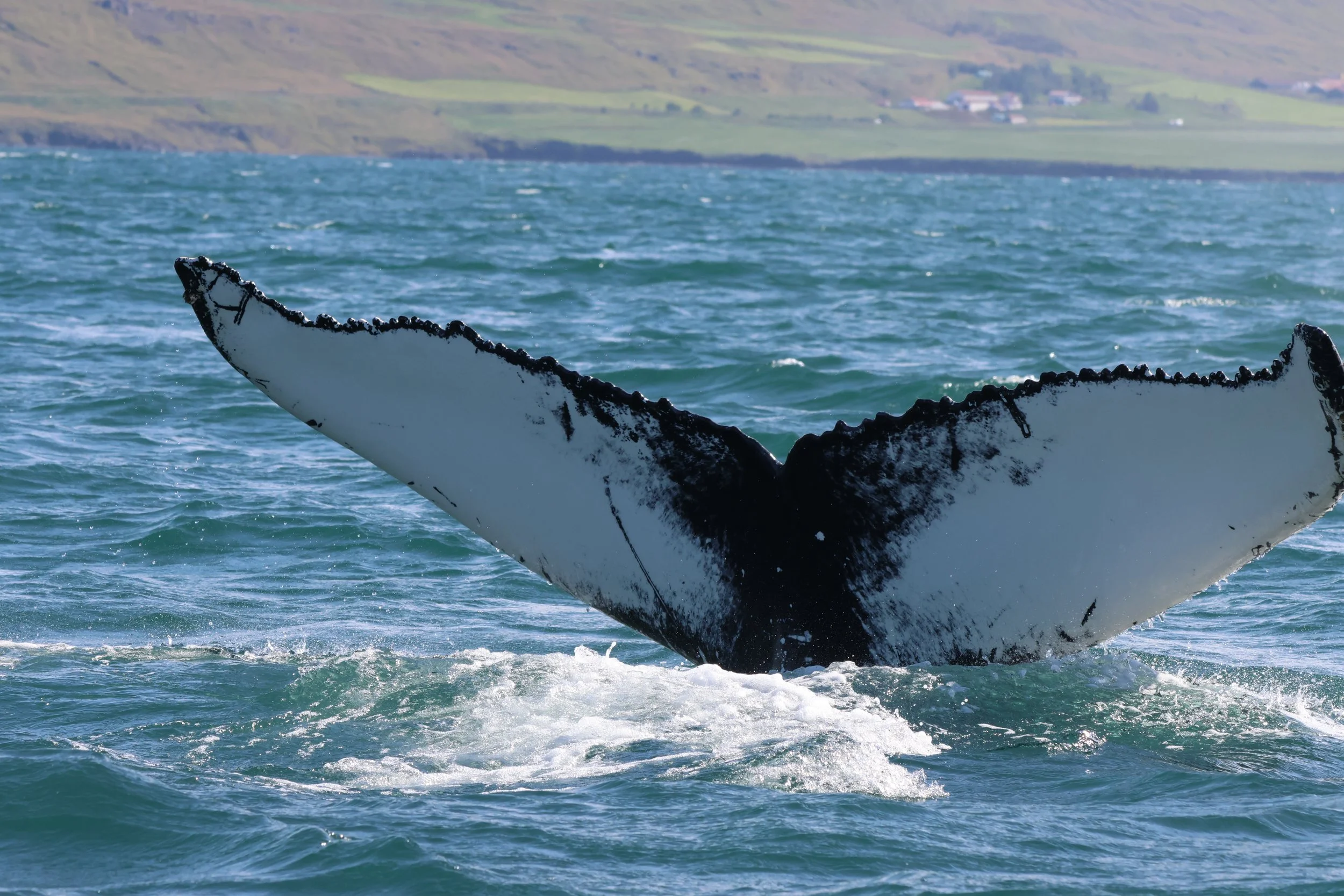 2025_08_11_1400_SOL_GISELA (14).JPG