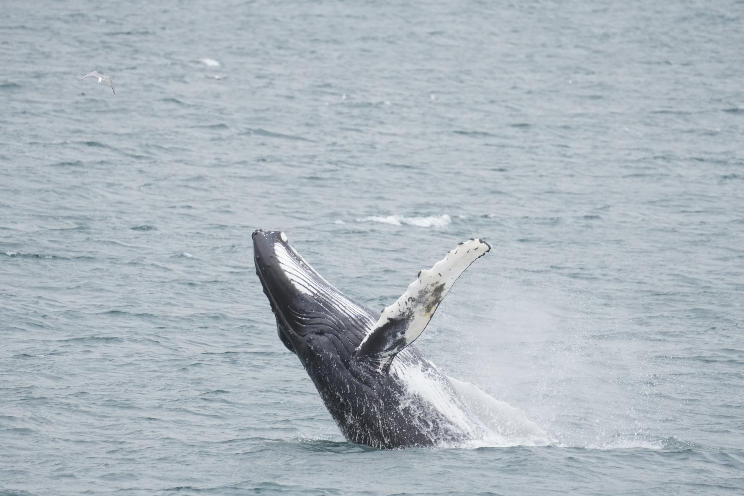 2025_08_14_1700_HOL_DAVID (27).JPG