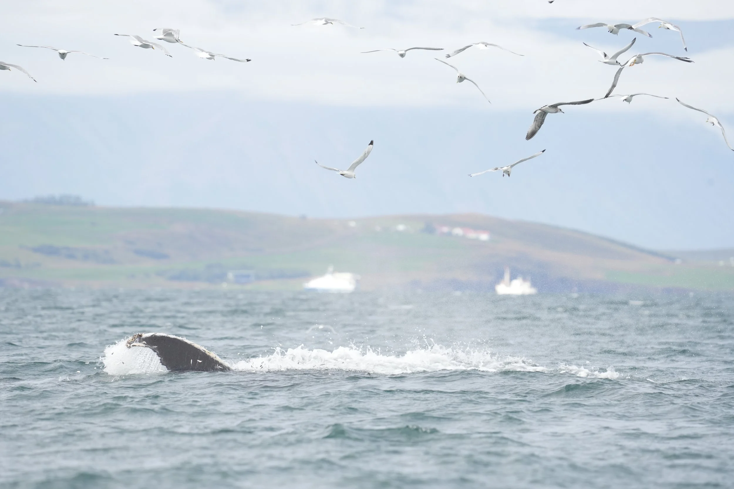 2025_08_18_1400_SOL_DAVID (10).JPG