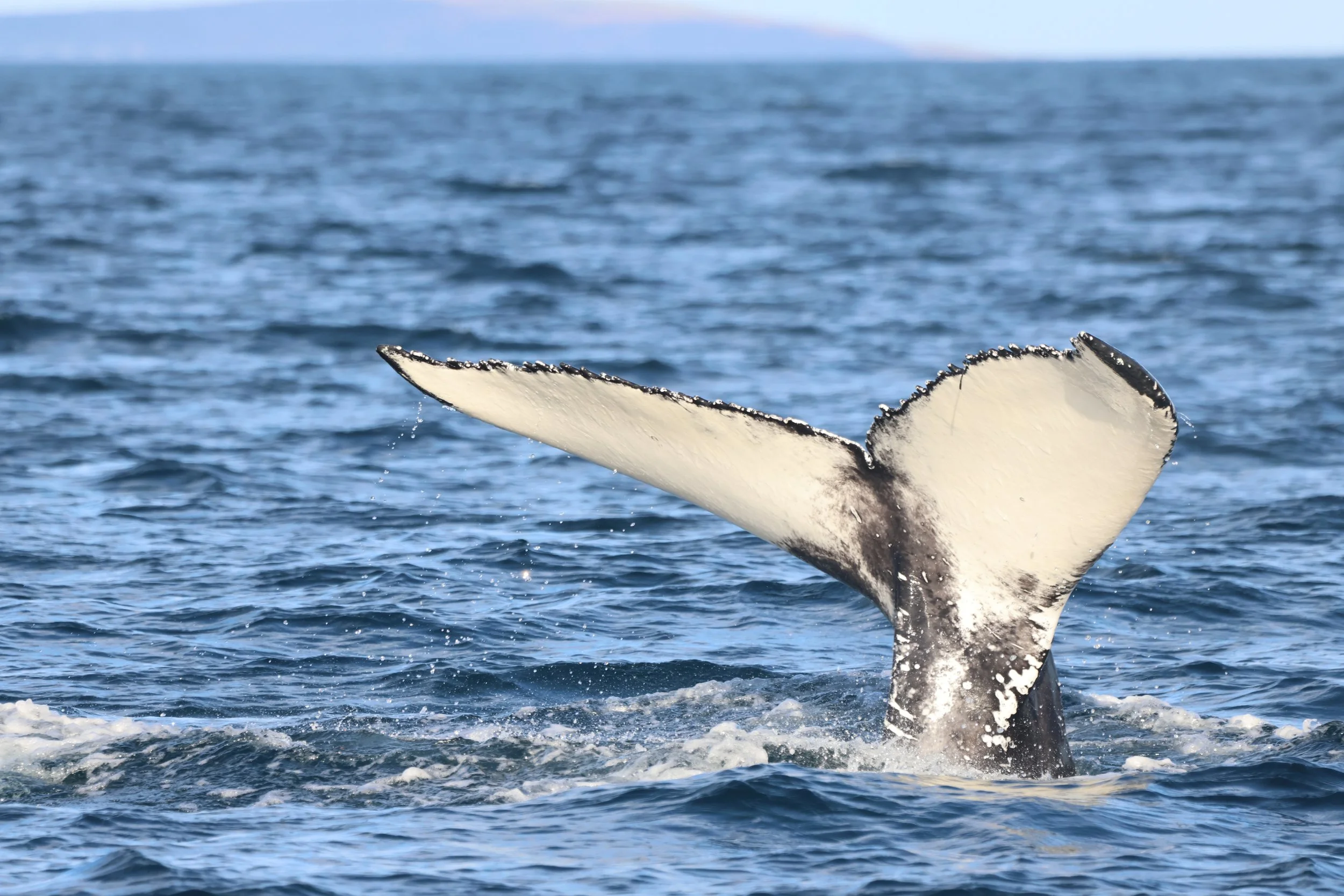 2025_10_02_1000_SOL_VICTOR (39).JPG