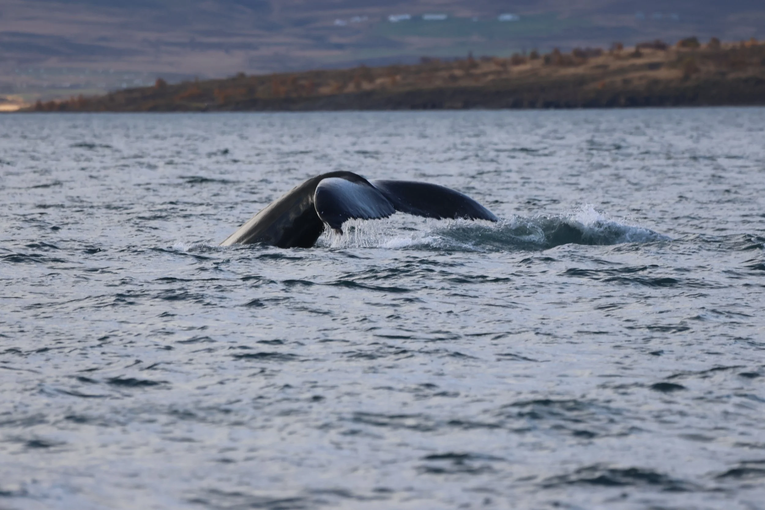 2025_10_02_1000_SOL_VICTOR (14).JPG