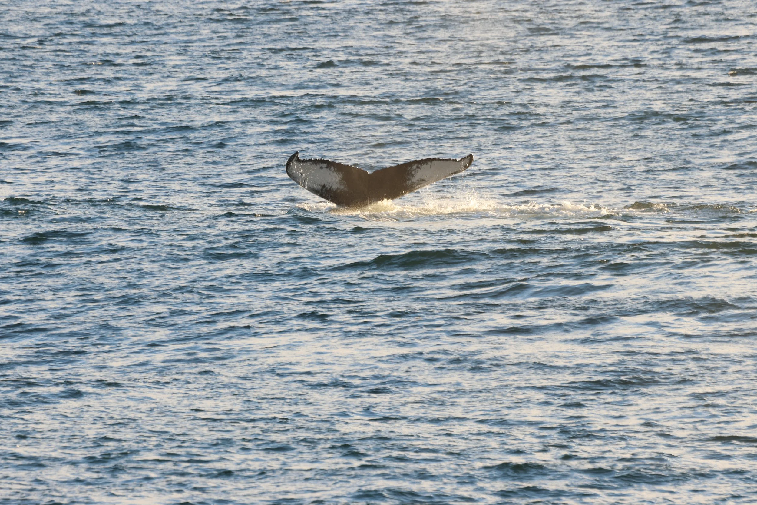 2025_10_25_0900_HOL_GISELA (23).JPG