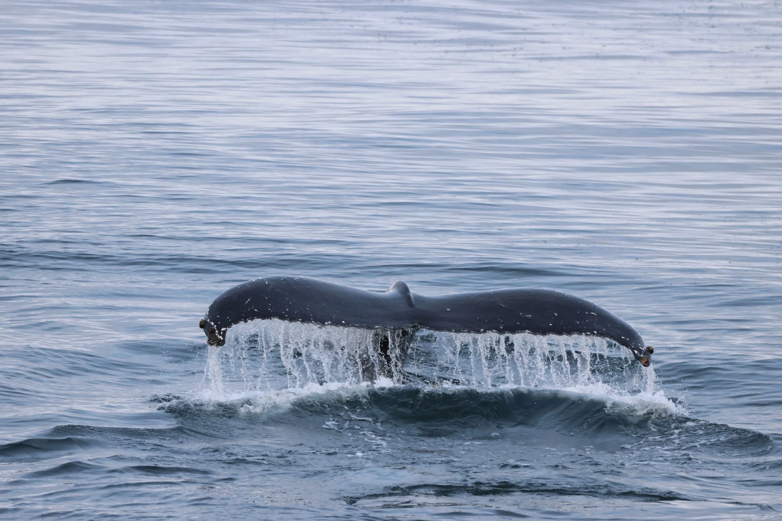 2025_10_26_1300_HOL_JACOB (13).JPG