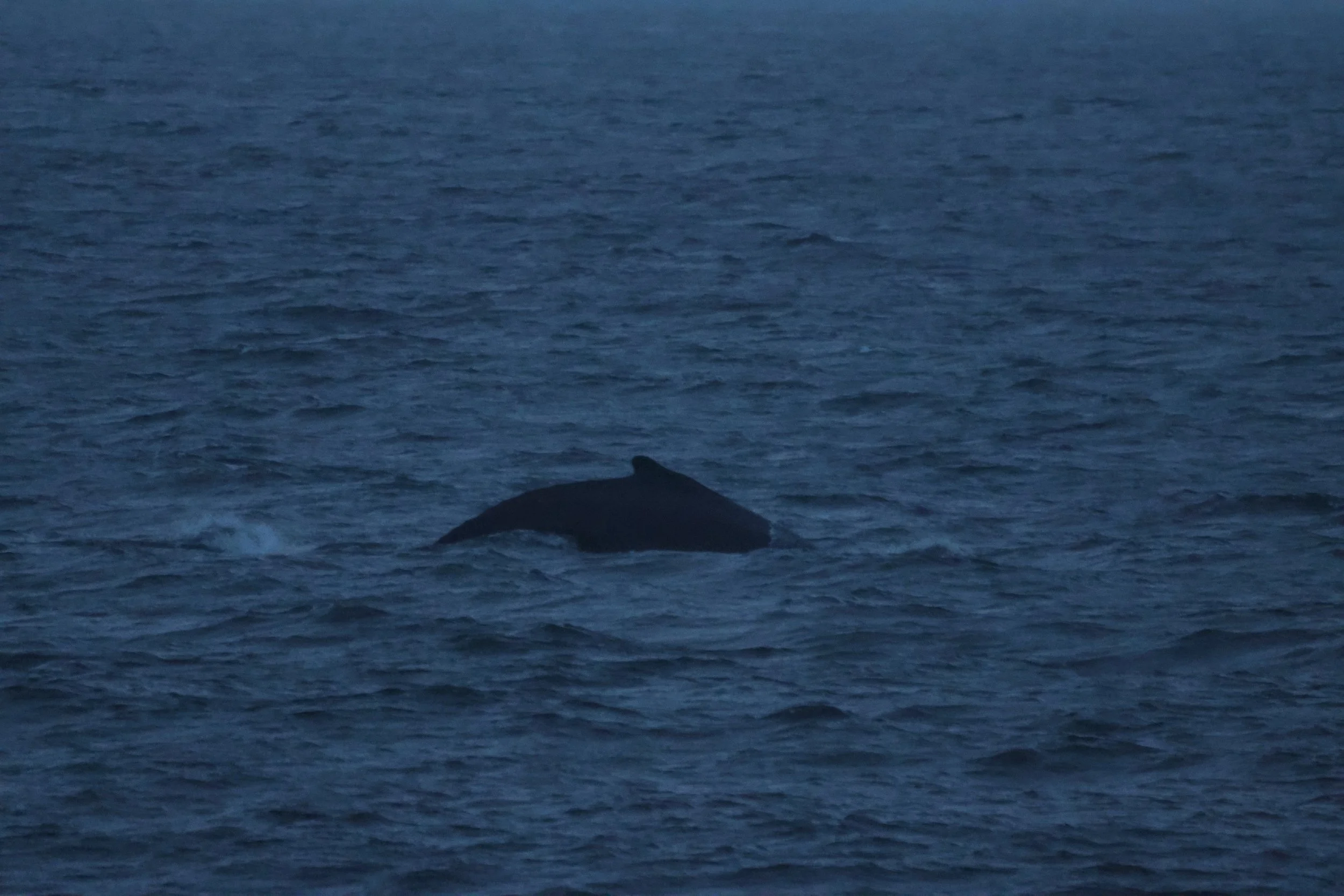 2025_11_01_1400_HOL_GISELA (6).JPG