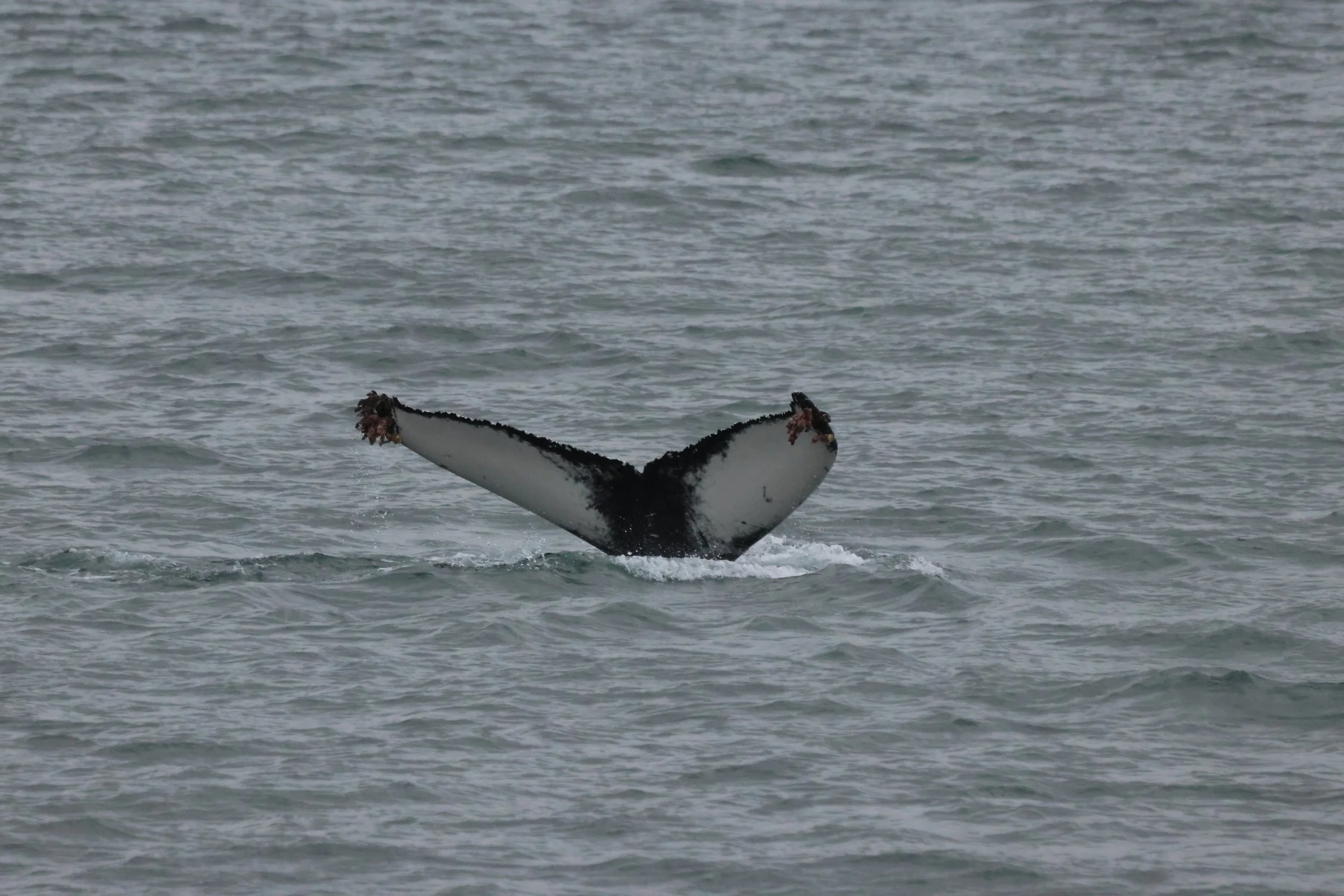 2025_11_02_1000_KON_GISELA (78).JPG