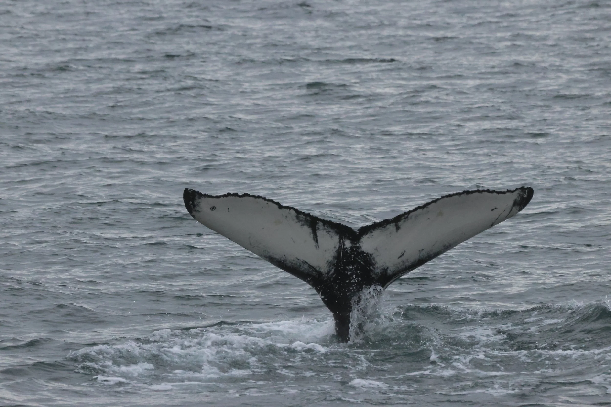 2025_11_02_1000_KON_GISELA (122).JPG