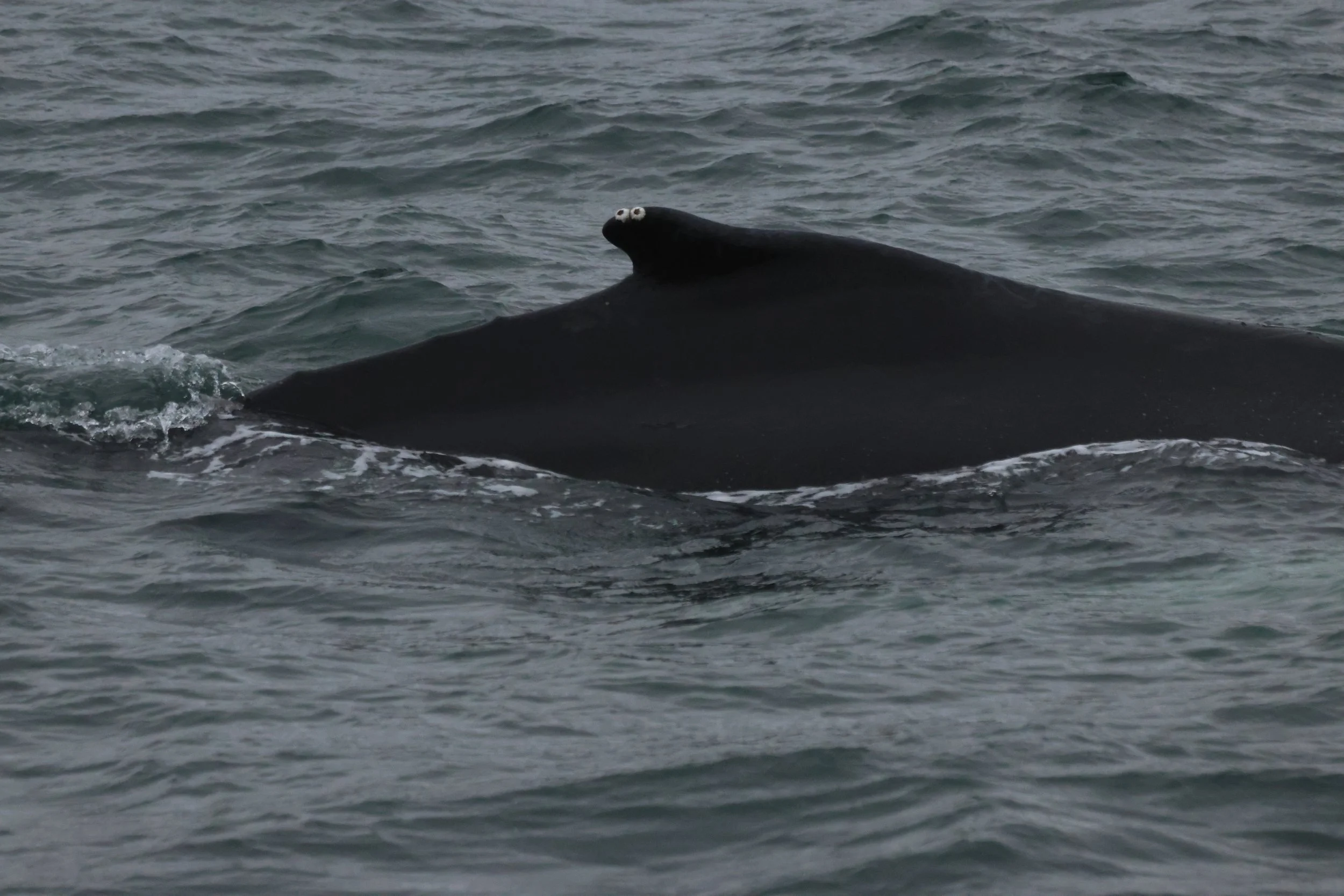 2025_11_02_1000_KON_GISELA (86).JPG