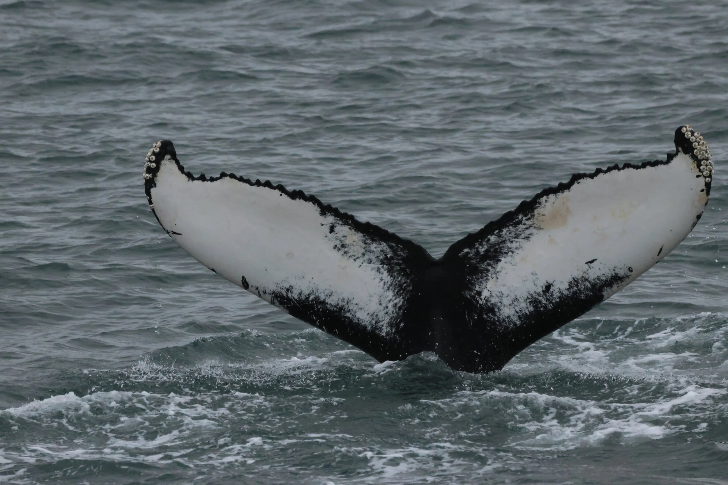 2025_11_02_1000_KON_GISELA (92).JPG