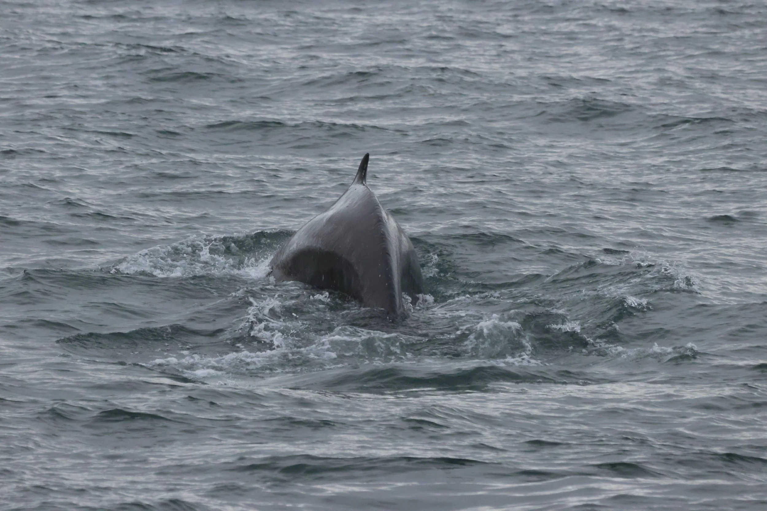 2025_11_02_1000_KON_GISELA (121).JPG