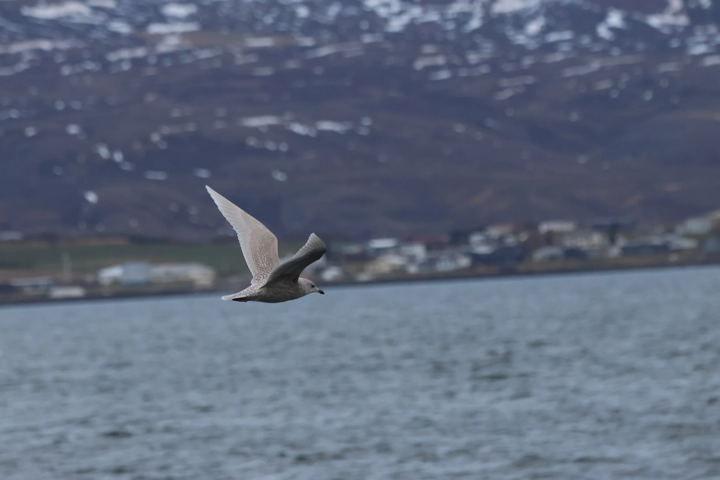 2025_11_09_1100__KON_GISELA (80).JPG