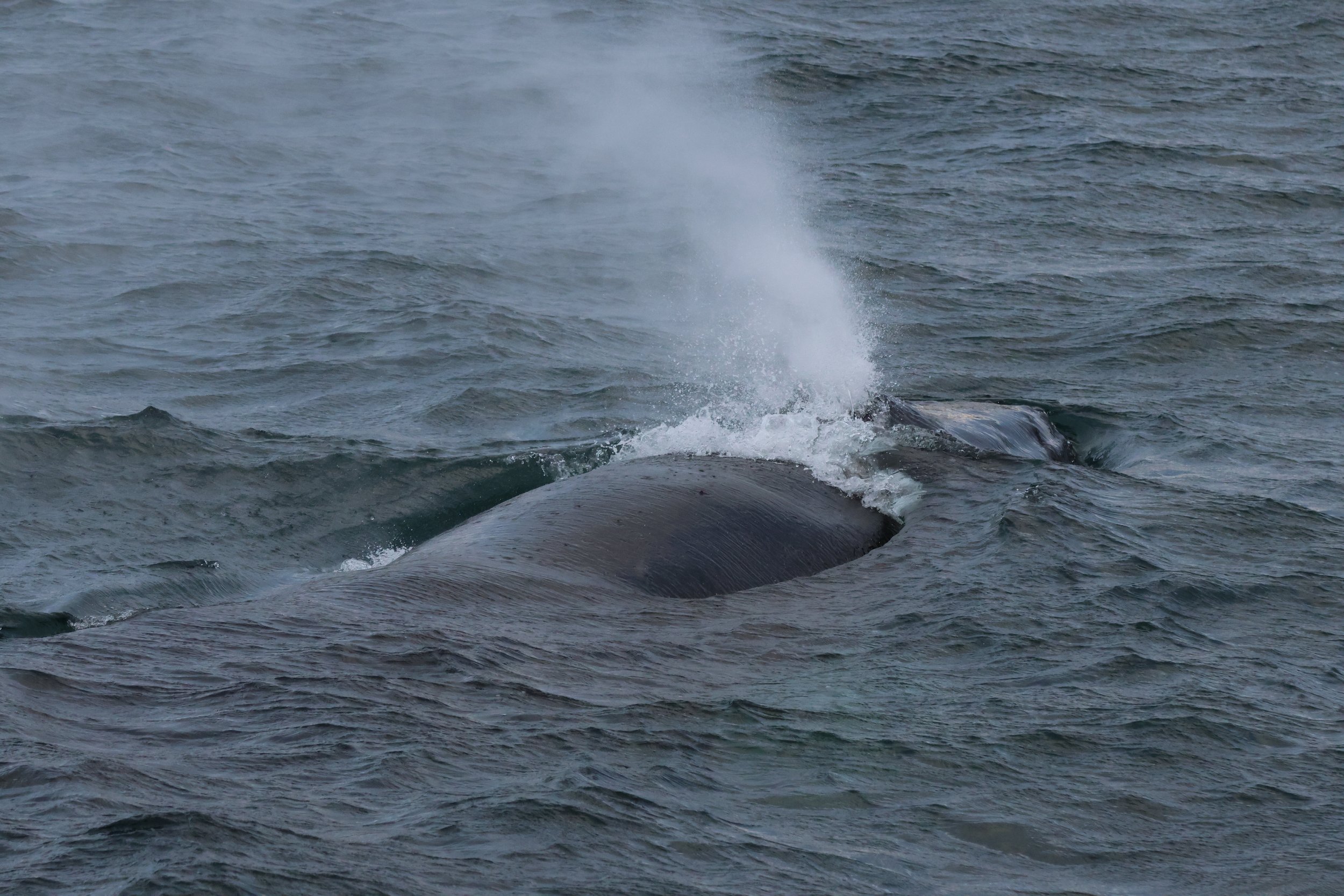 2025_11_09_1100__KON_GISELA (54).JPG