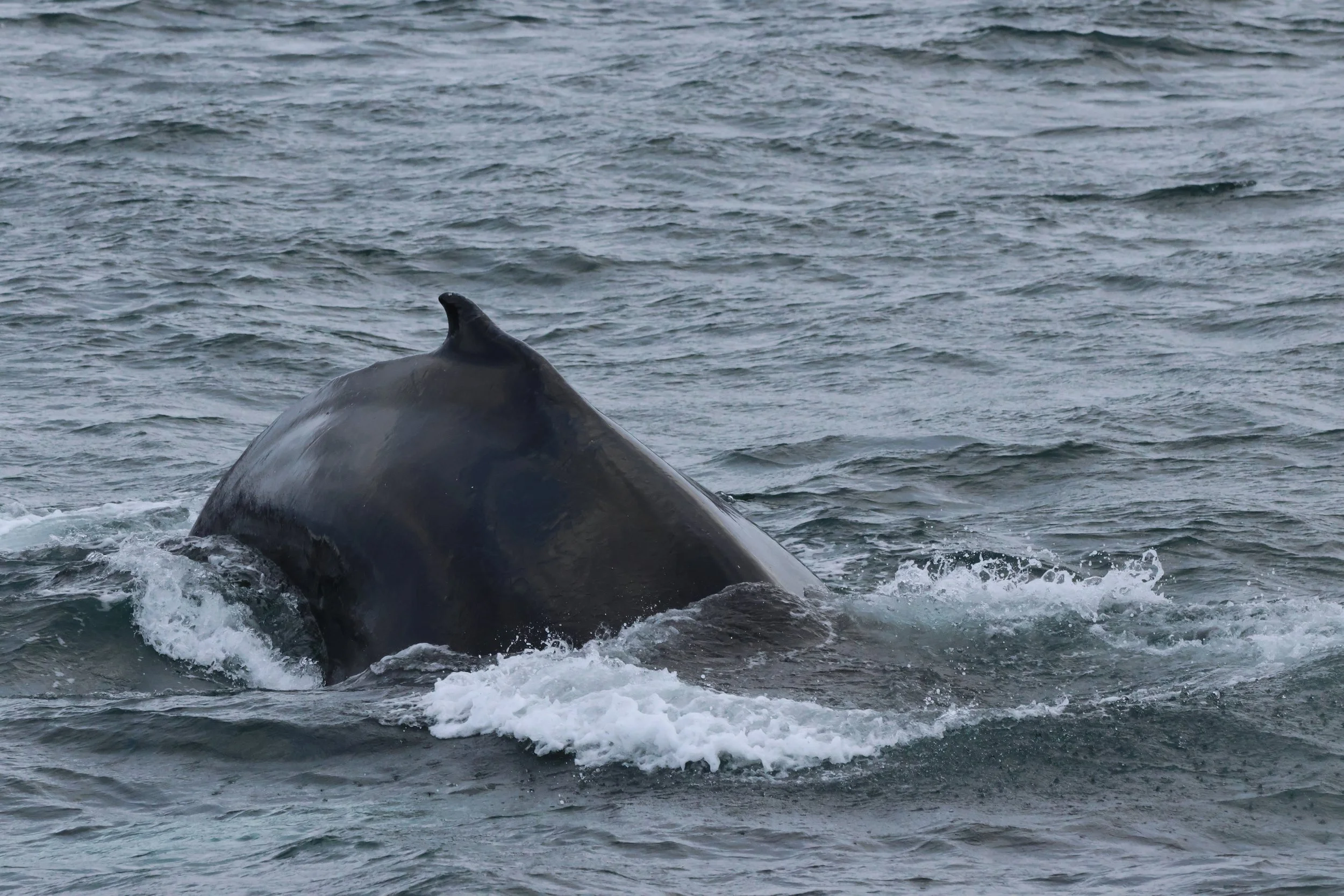 2025_11_09_1100__KON_GISELA (83).JPG