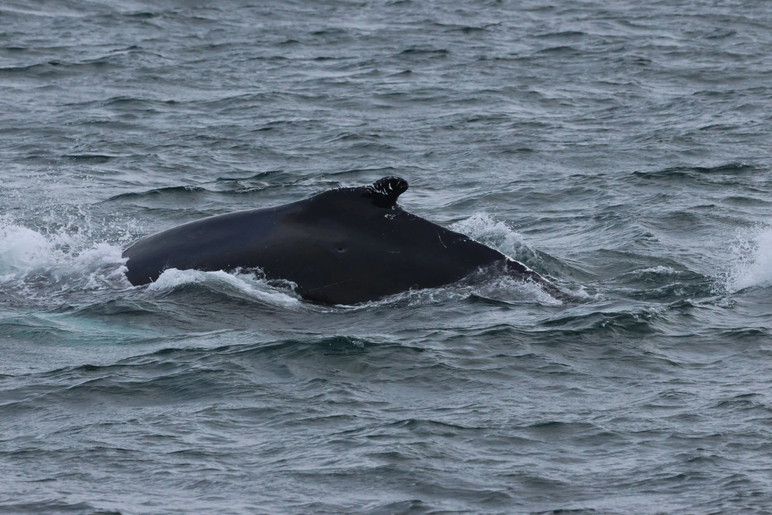 2025_11_09_1100__KON_GISELA (97).JPG