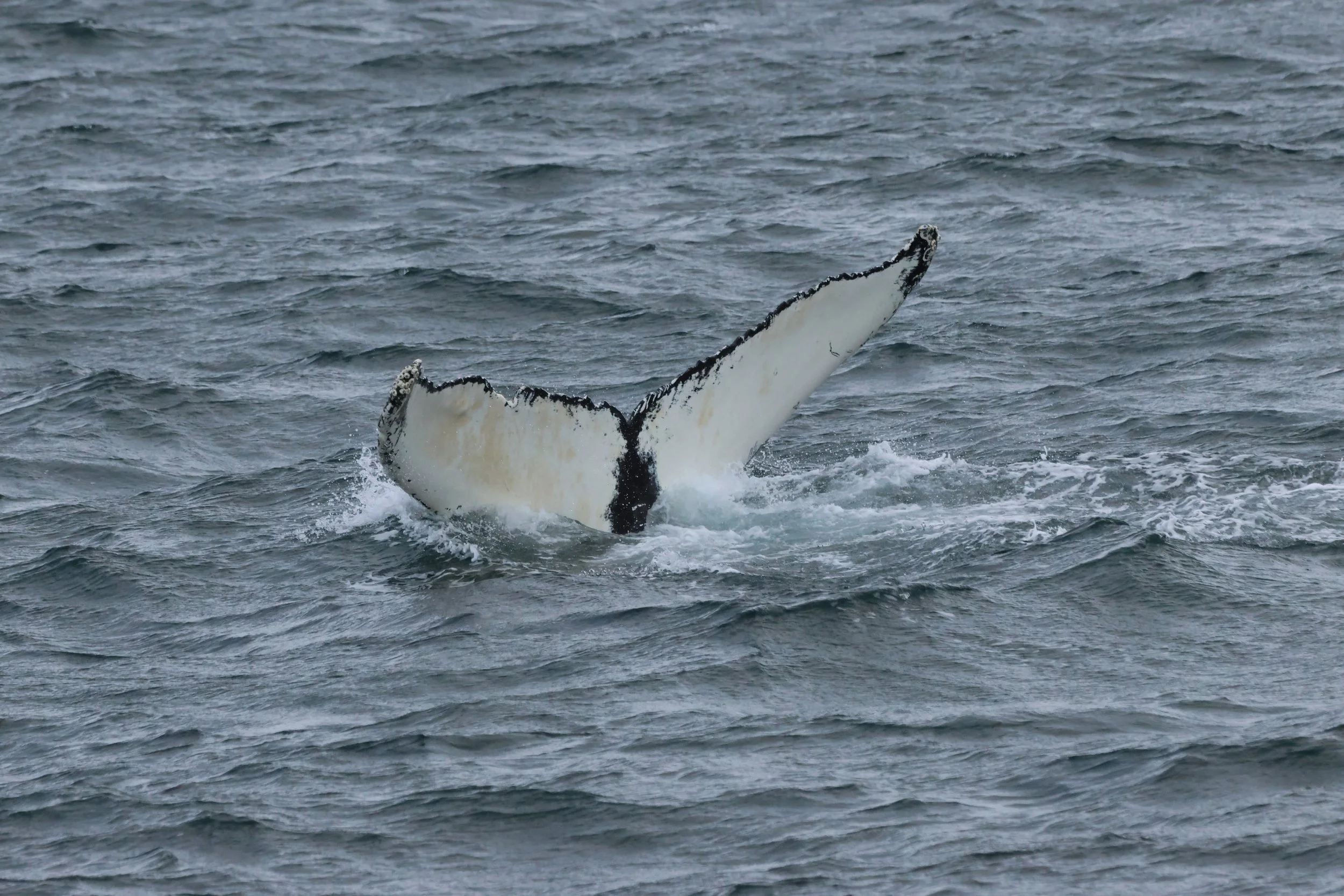 2025_11_09_1100__KON_GISELA (101).JPG