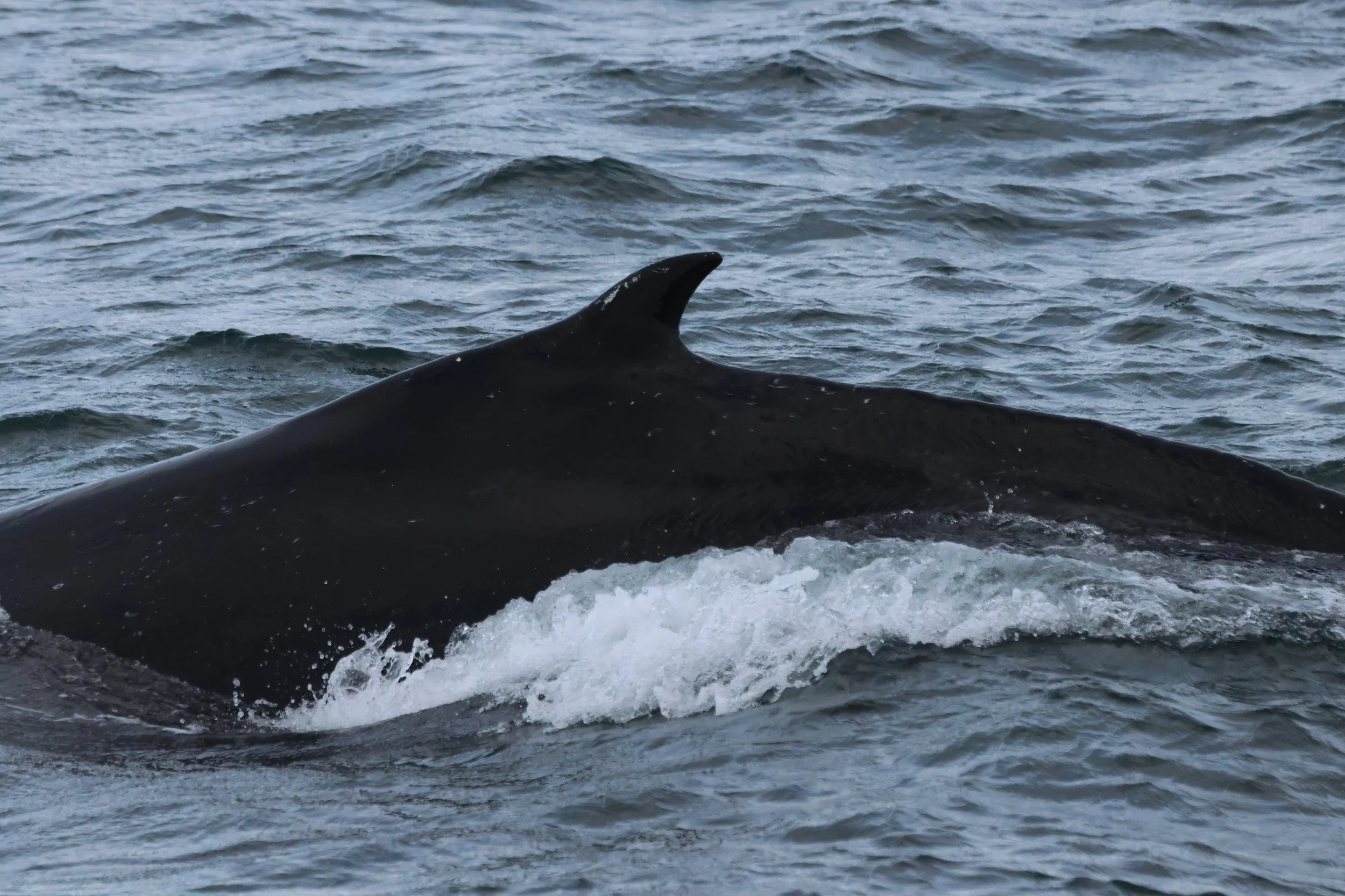 2025_11_09_1100__KON_GISELA (123).JPG