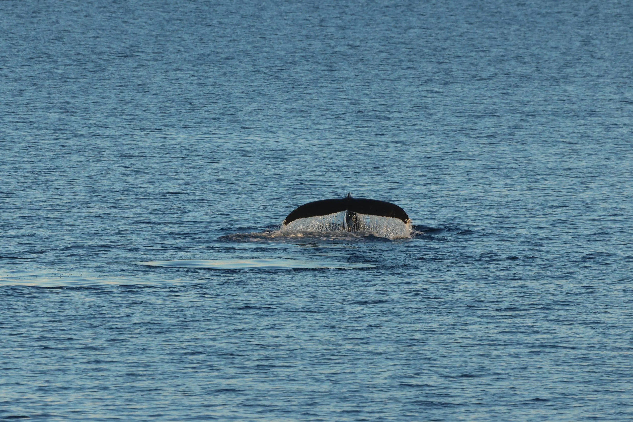 2025_11_13_1300_HOL_GISELA (33).JPG