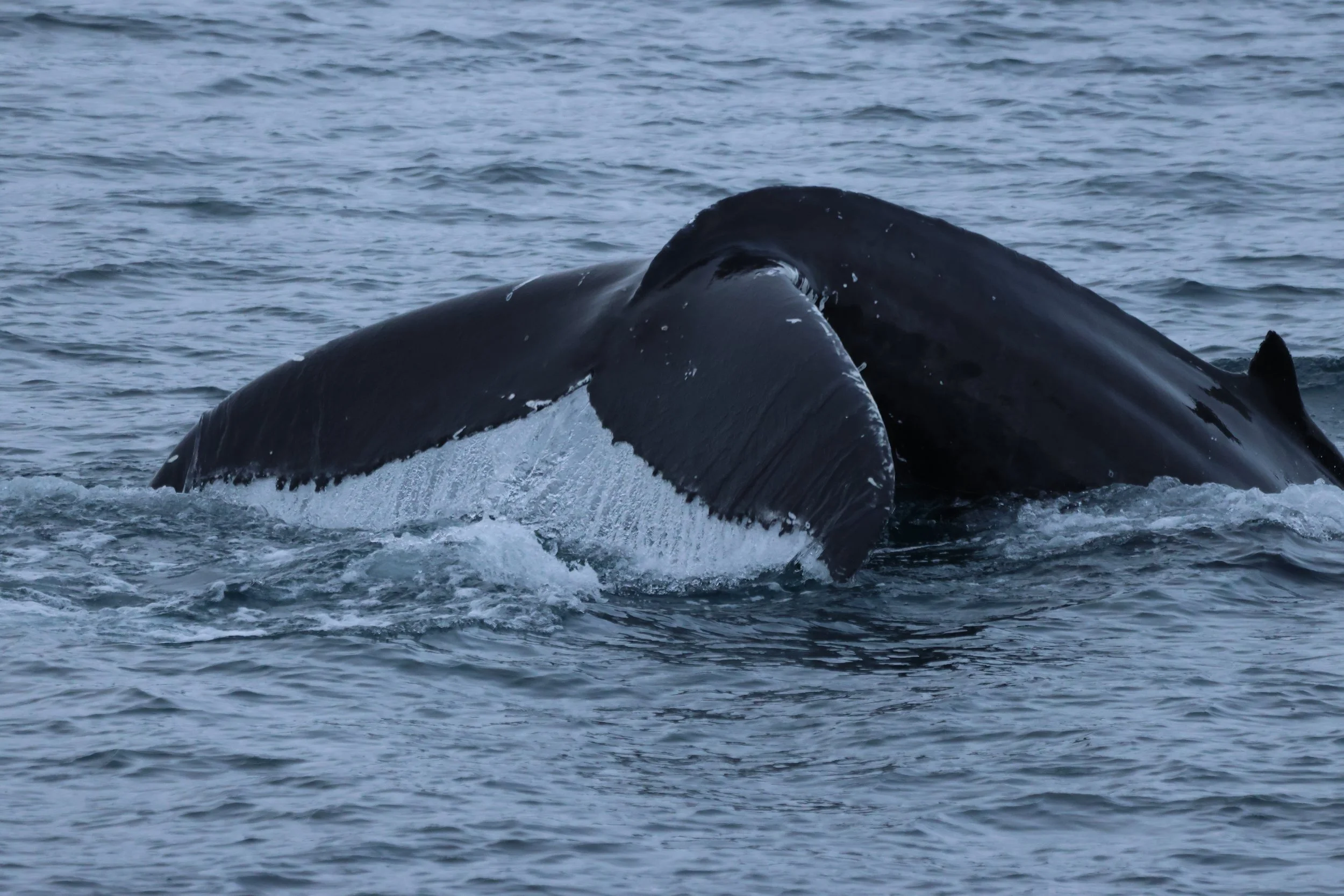 2025_11_17_1100_KON_GISELA (26).JPG