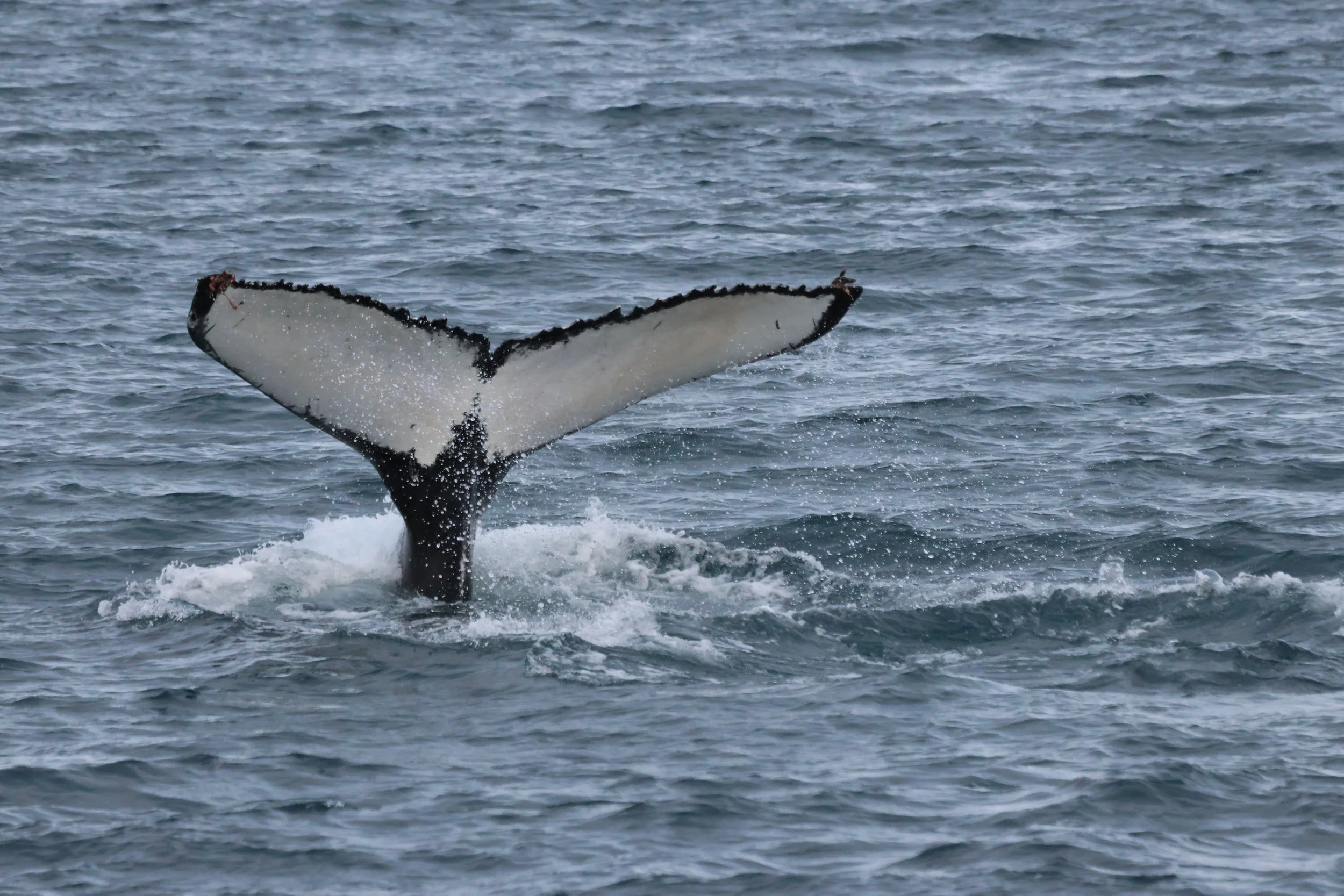 2025_11_18_1100_KON_GISELA (86).JPG