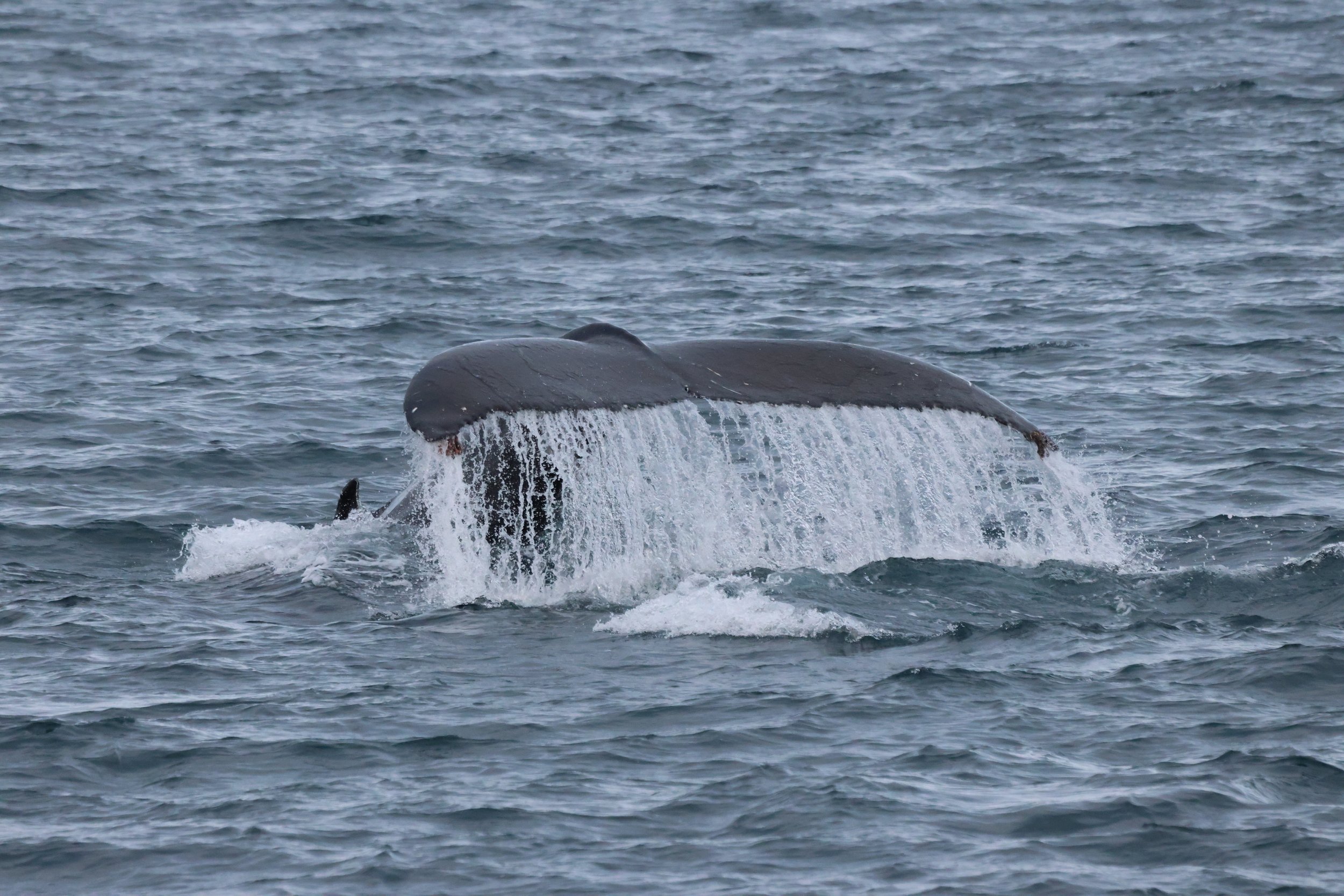 2025_11_18_1100_KON_GISELA (85).JPG