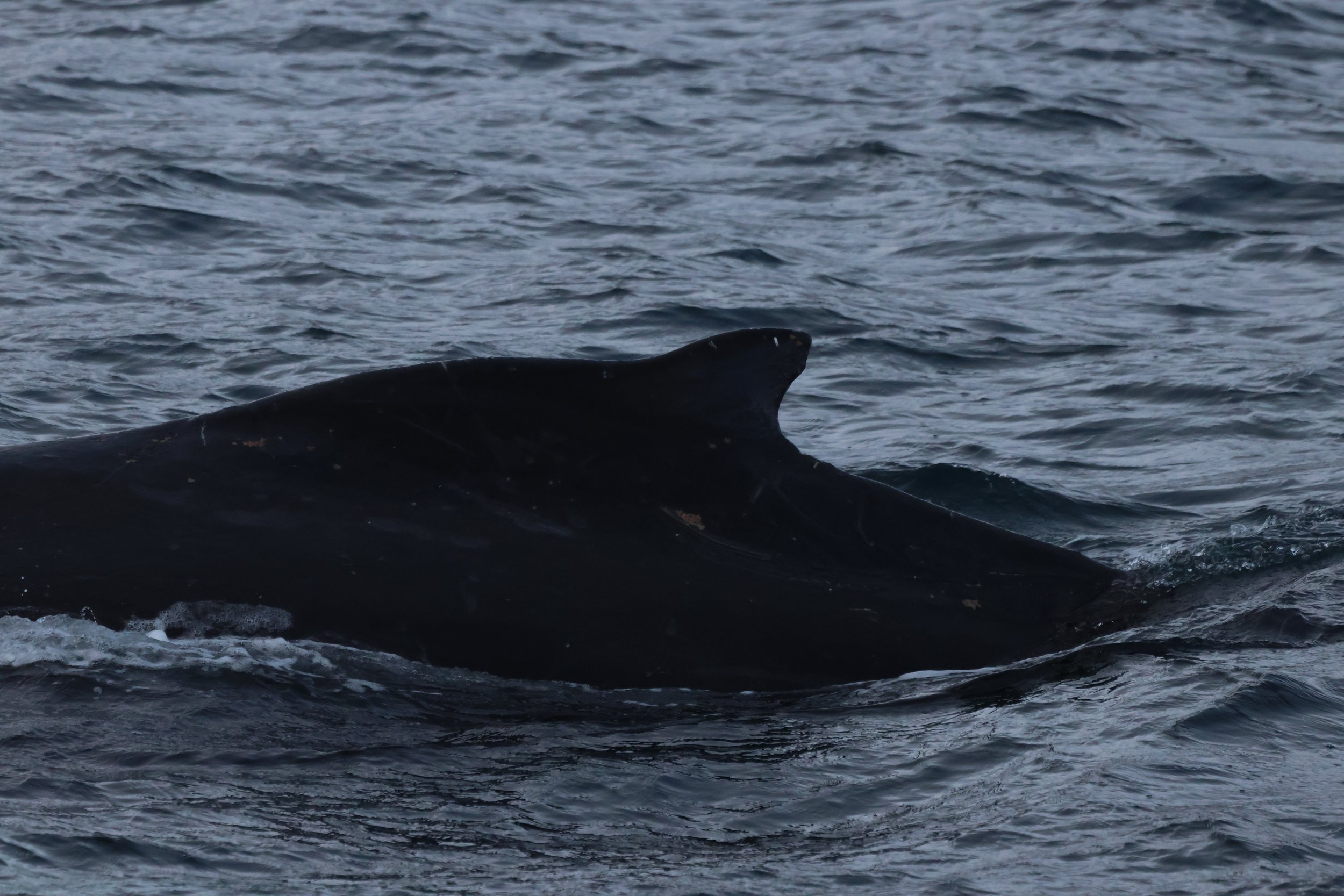 2025_11_18_1100_KON_GISELA (36).JPG