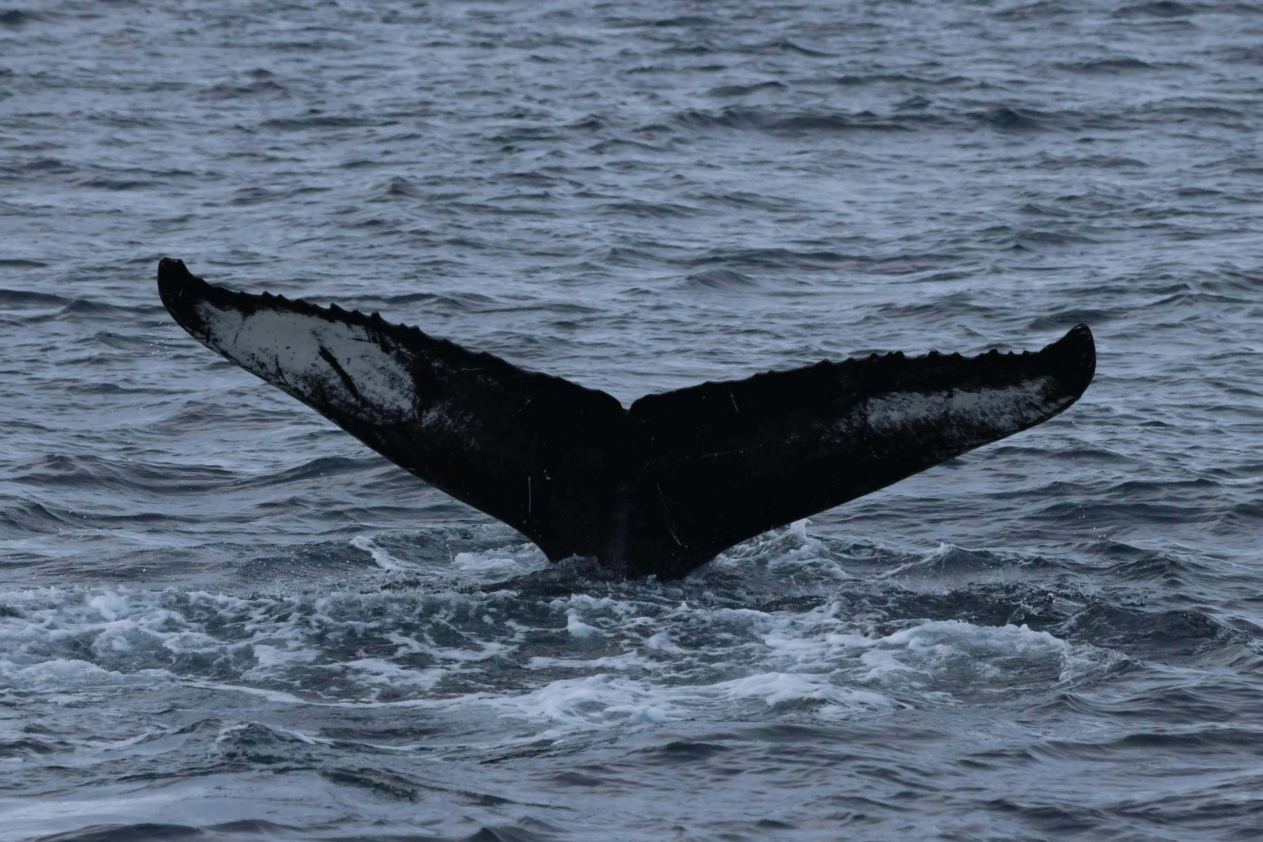 2025_11_18_1100_KON_GISELA (41).JPG