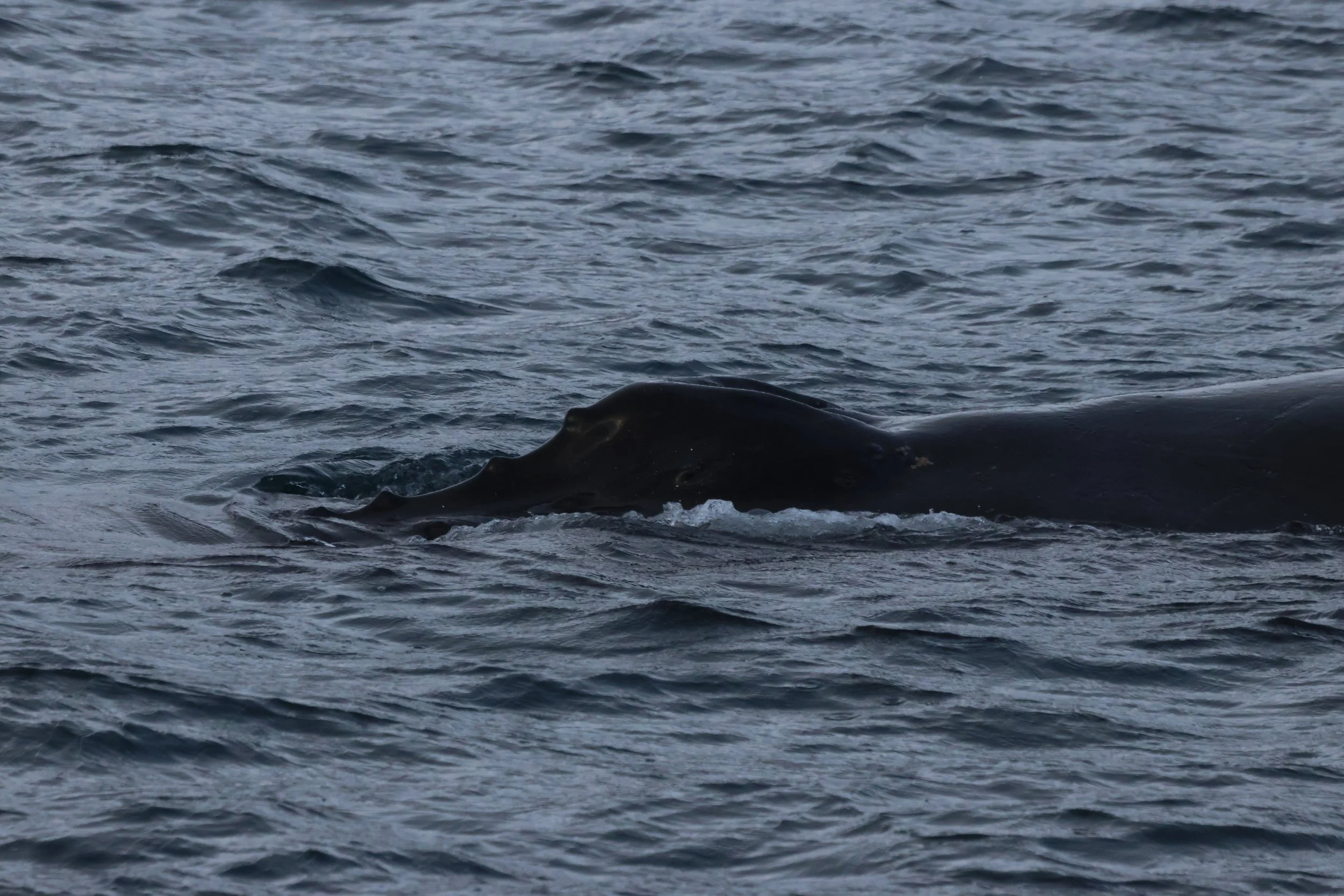 2025_11_18_1100_KON_GISELA (35).JPG