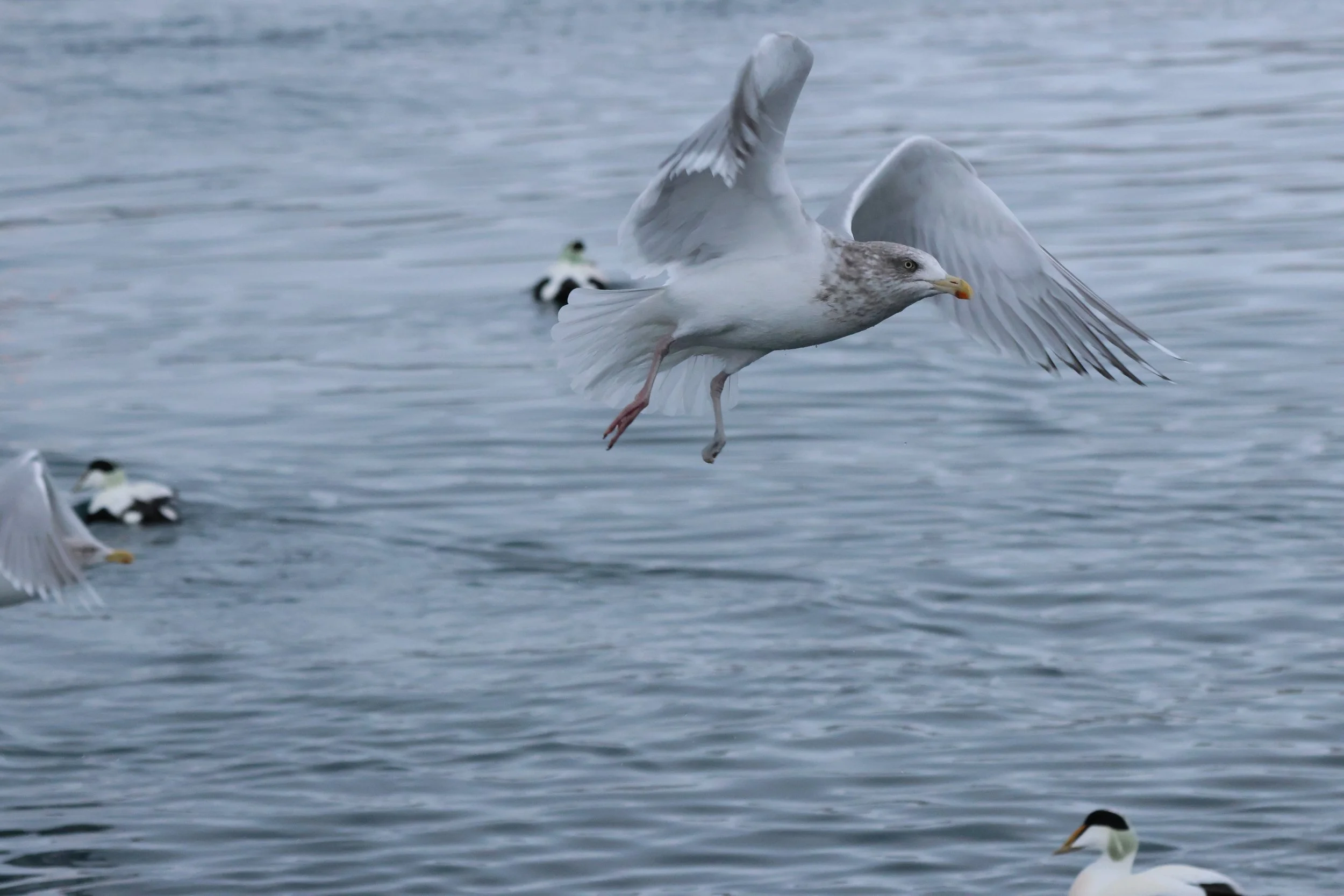 2025_11_18_1100_KON_GISELA (15).JPG