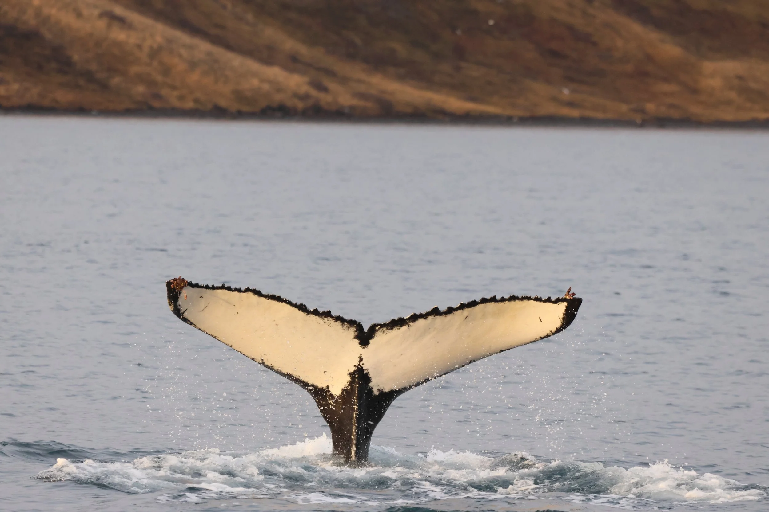 2025_11_21_1100_KON_JACOB (76).JPG