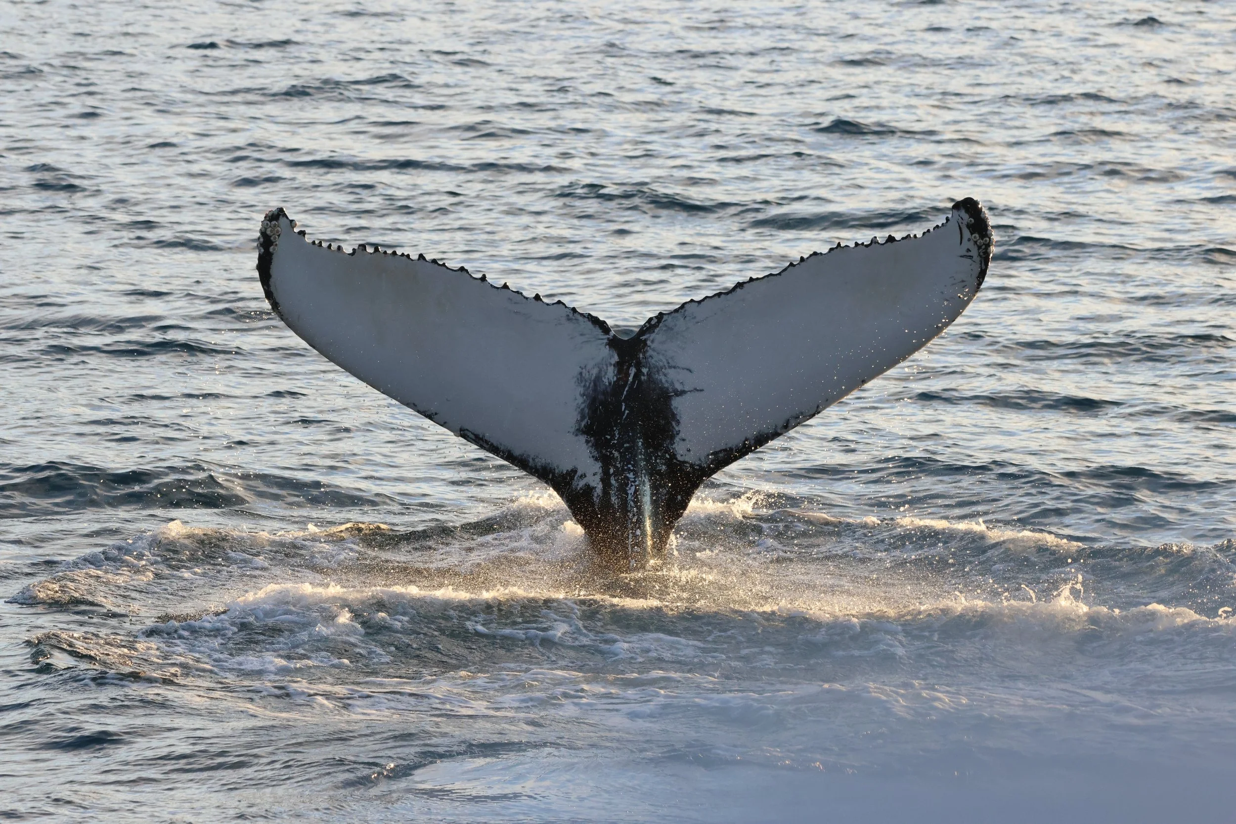 2025_11_22_1100_KON_GISELA (142).JPG