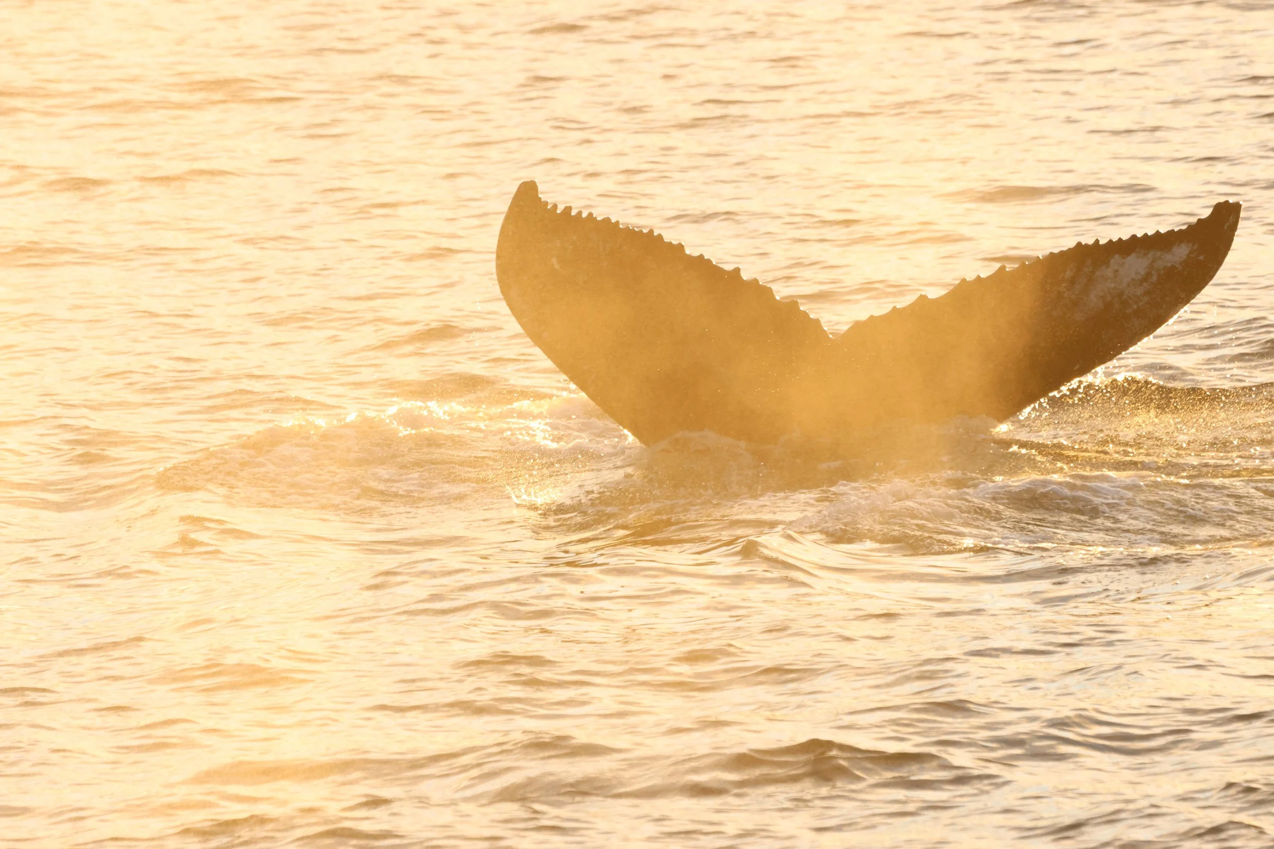 2025_11_22_1100_KON_GISELA (85).JPG