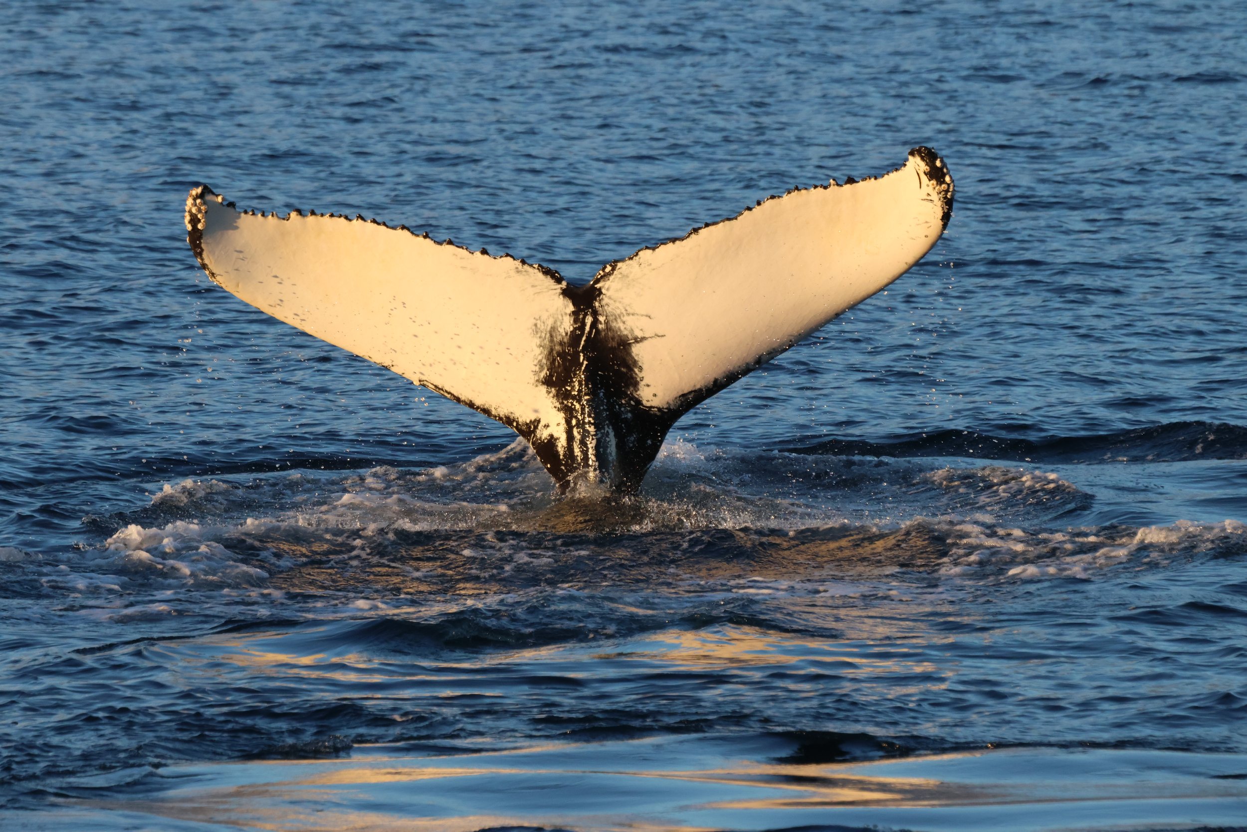 2025_11_24_1100_KON_GISELA (100).JPG