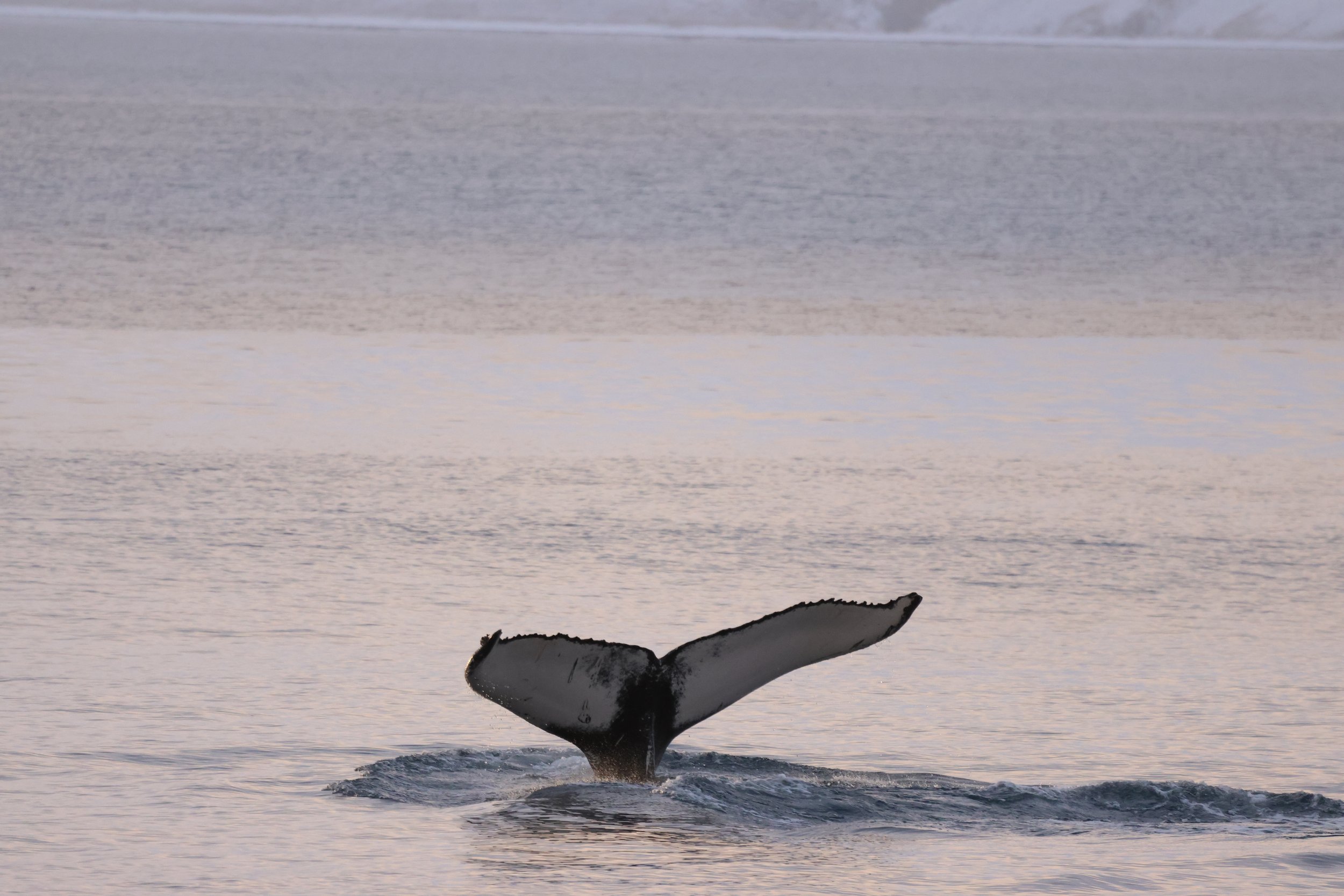 2025_11_26_1100_HOL_JACOB (26).JPG