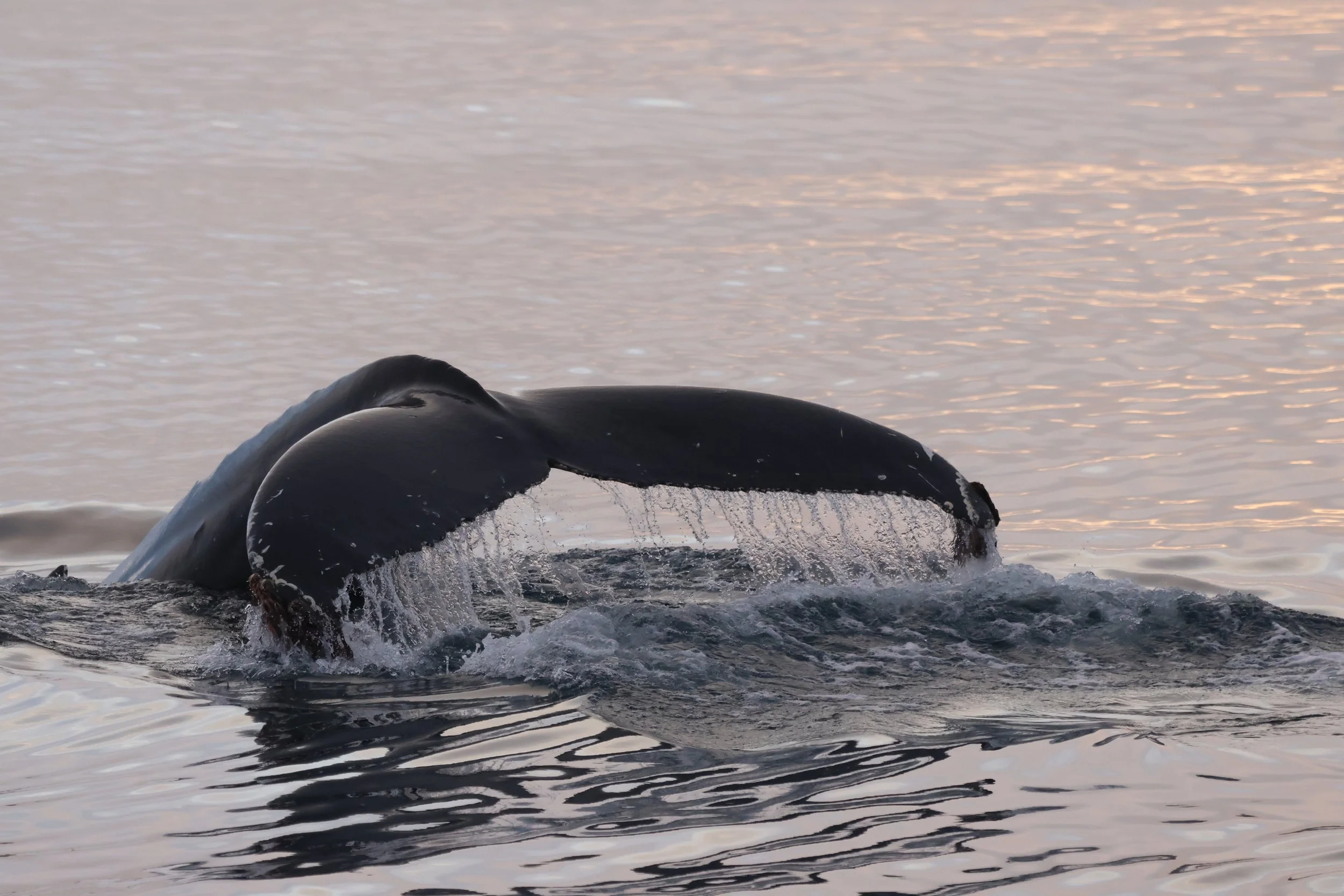 2025_11_26_1100_HOL_JACOB (5).JPG