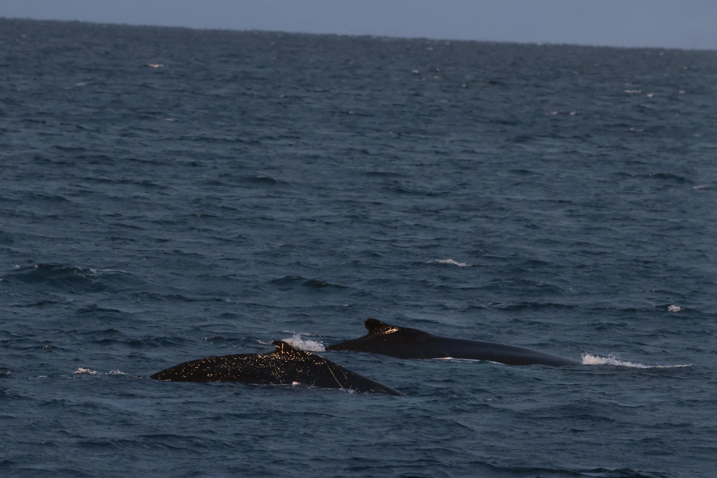 2025_11_28_1100_KON_GISELA (69).JPG