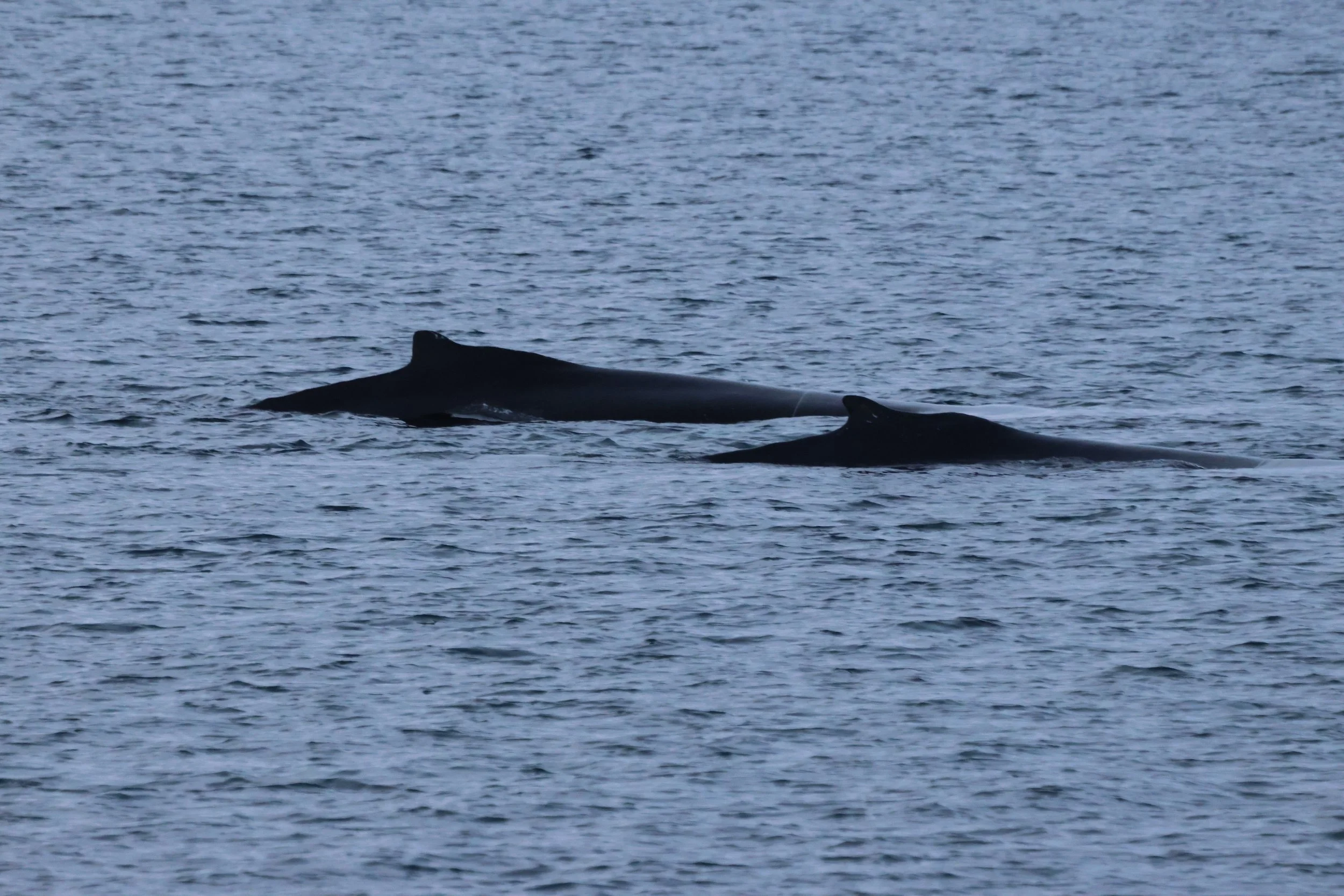 2025_11_30_1100_KON_GISELA (64).JPG