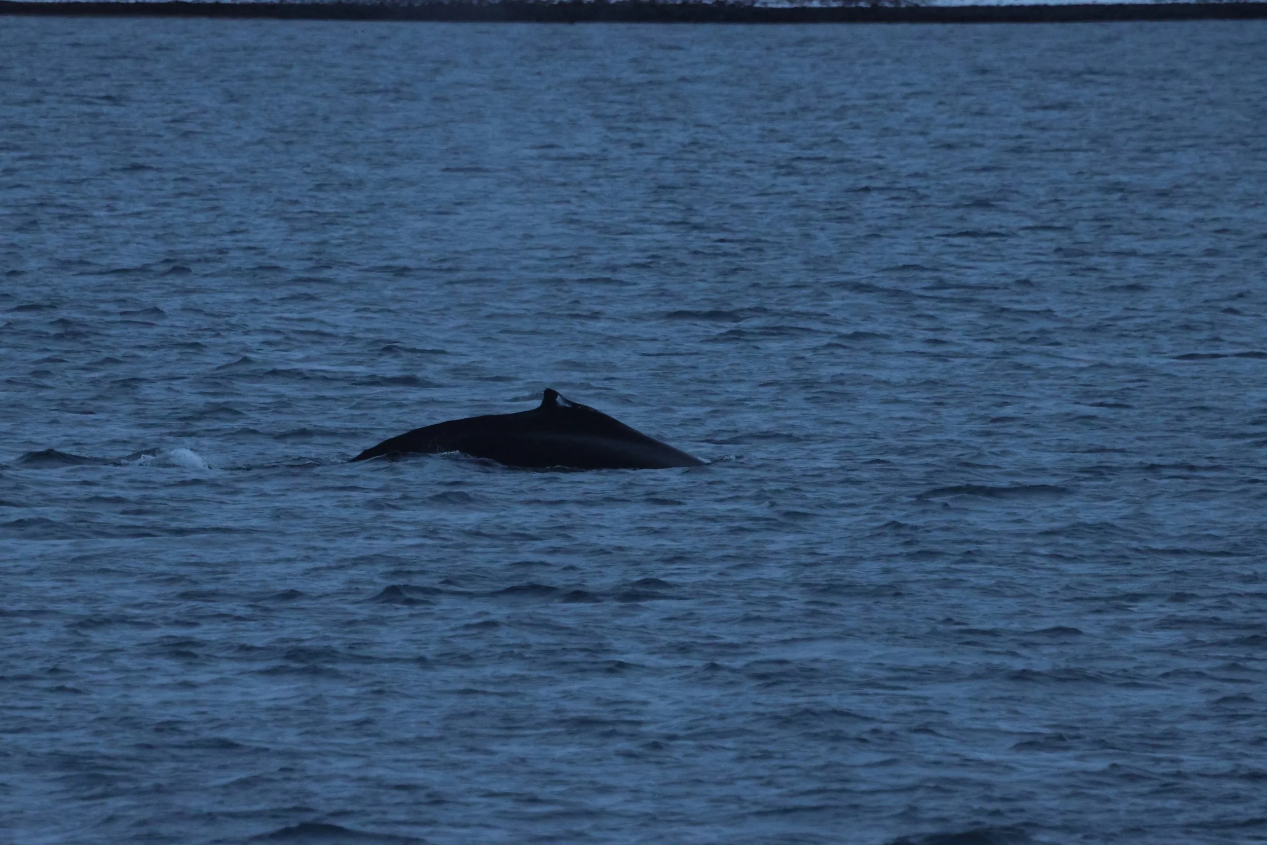 2025_12_01_1100_KON_GISELA (1).JPG