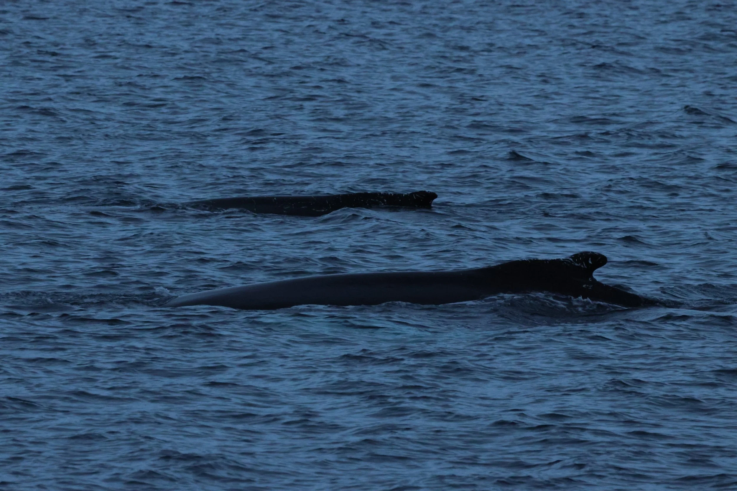 2025_12_02_1100_KON_GISELA (5).JPG