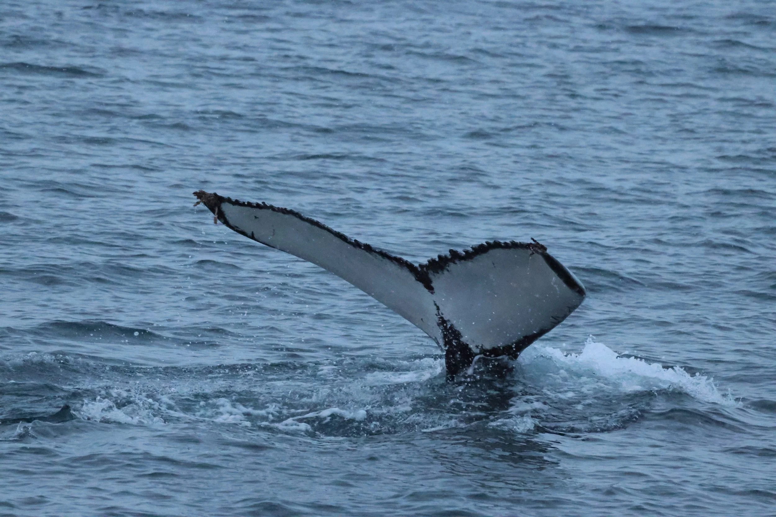 2025_12_02_1100_KON_GISELA (47).JPG