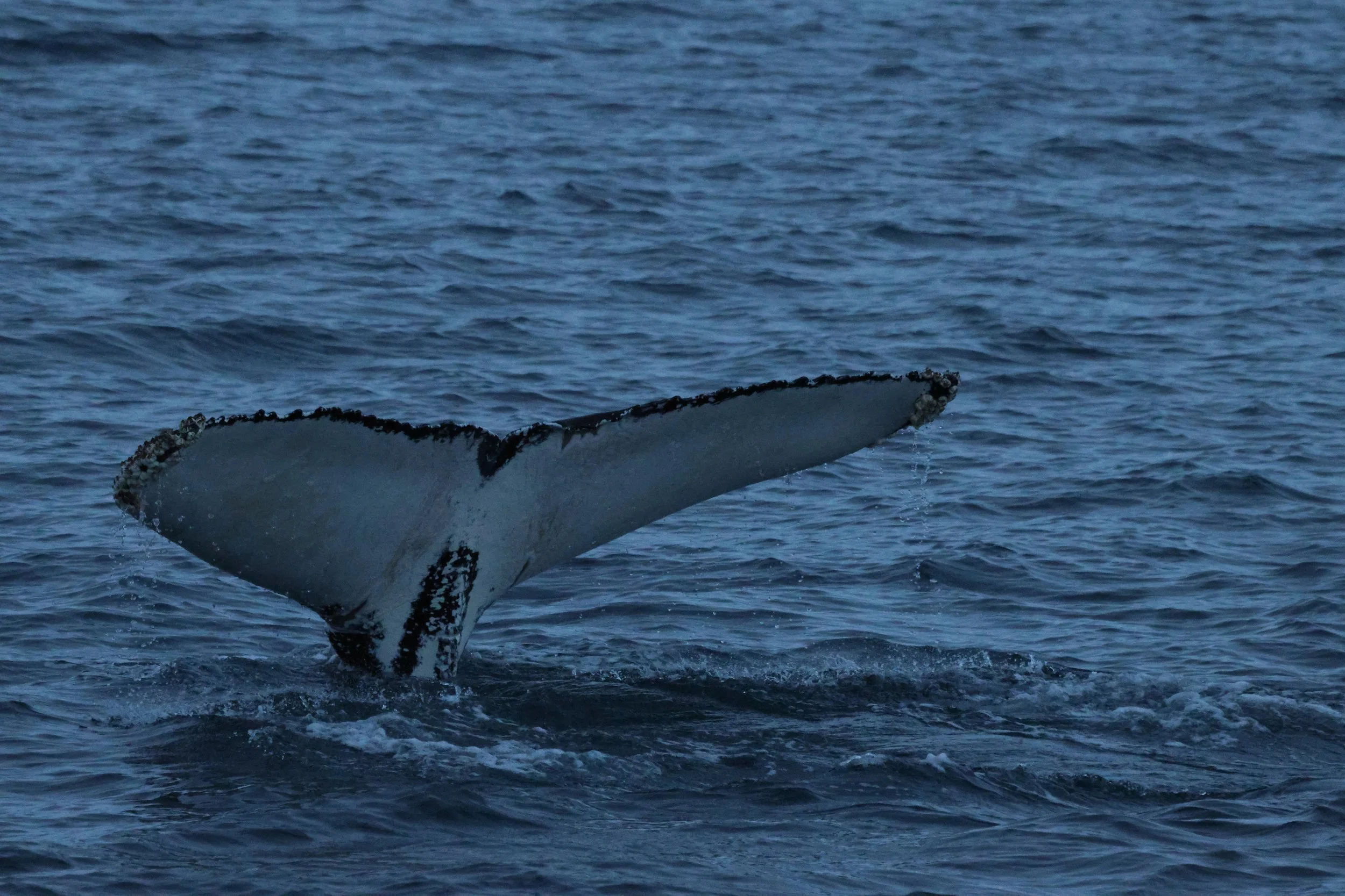 2025_12_02_1100_KON_GISELA (9).JPG