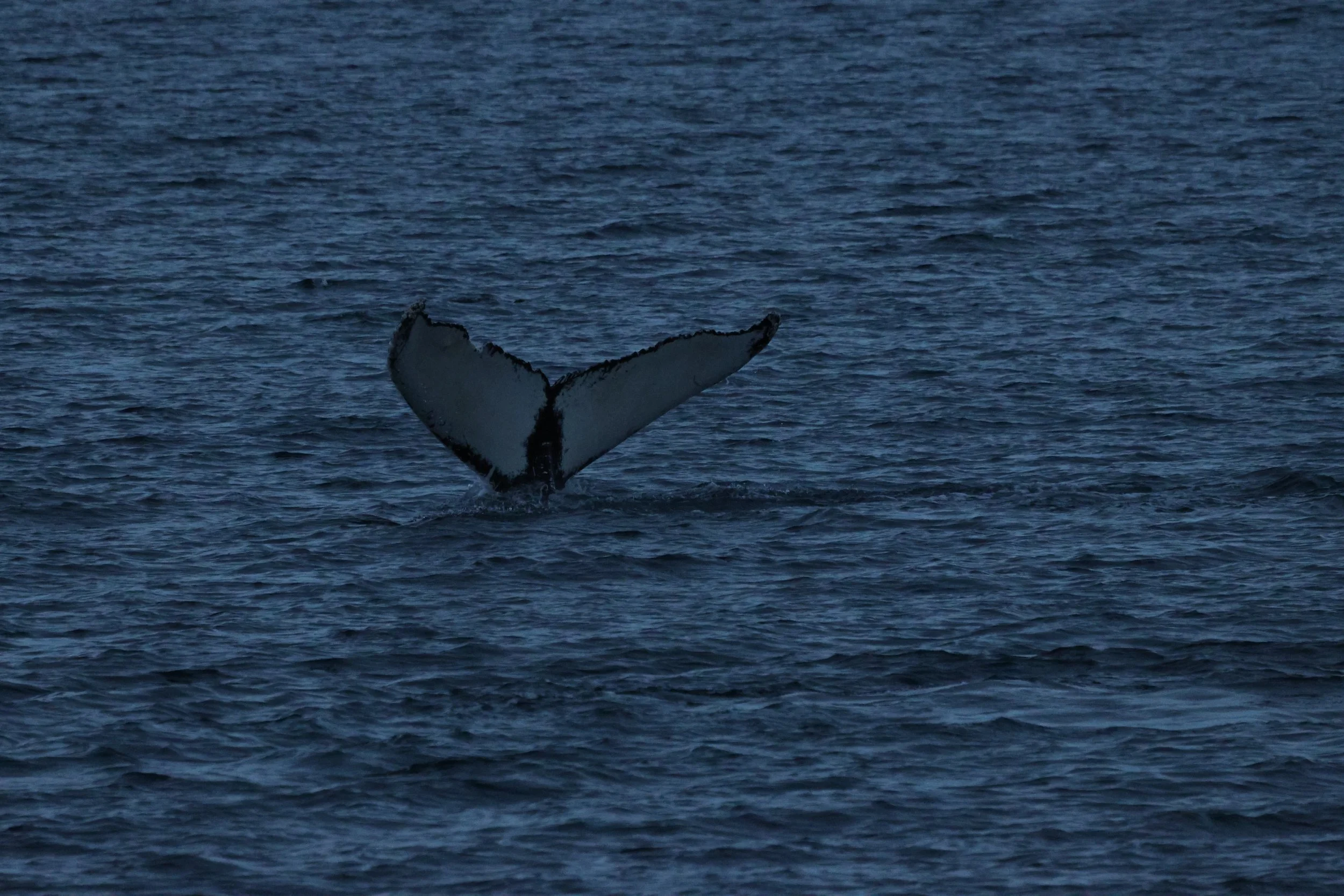 2025_12_02_1100_KON_GISELA (27).JPG