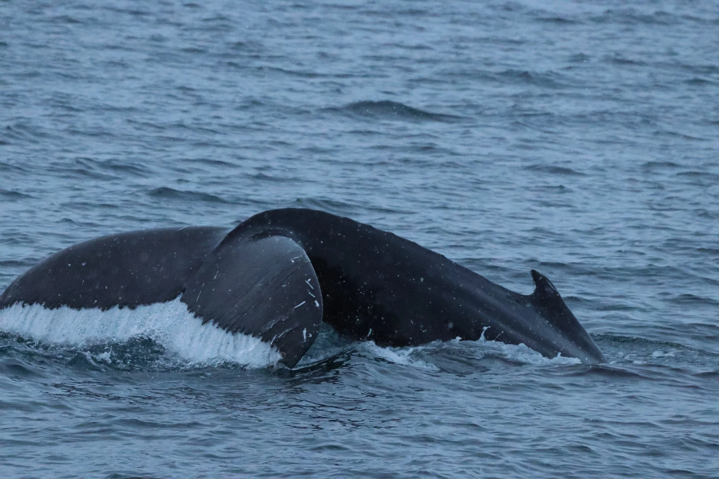 2025_12_02_1100_KON_GISELA (46).JPG