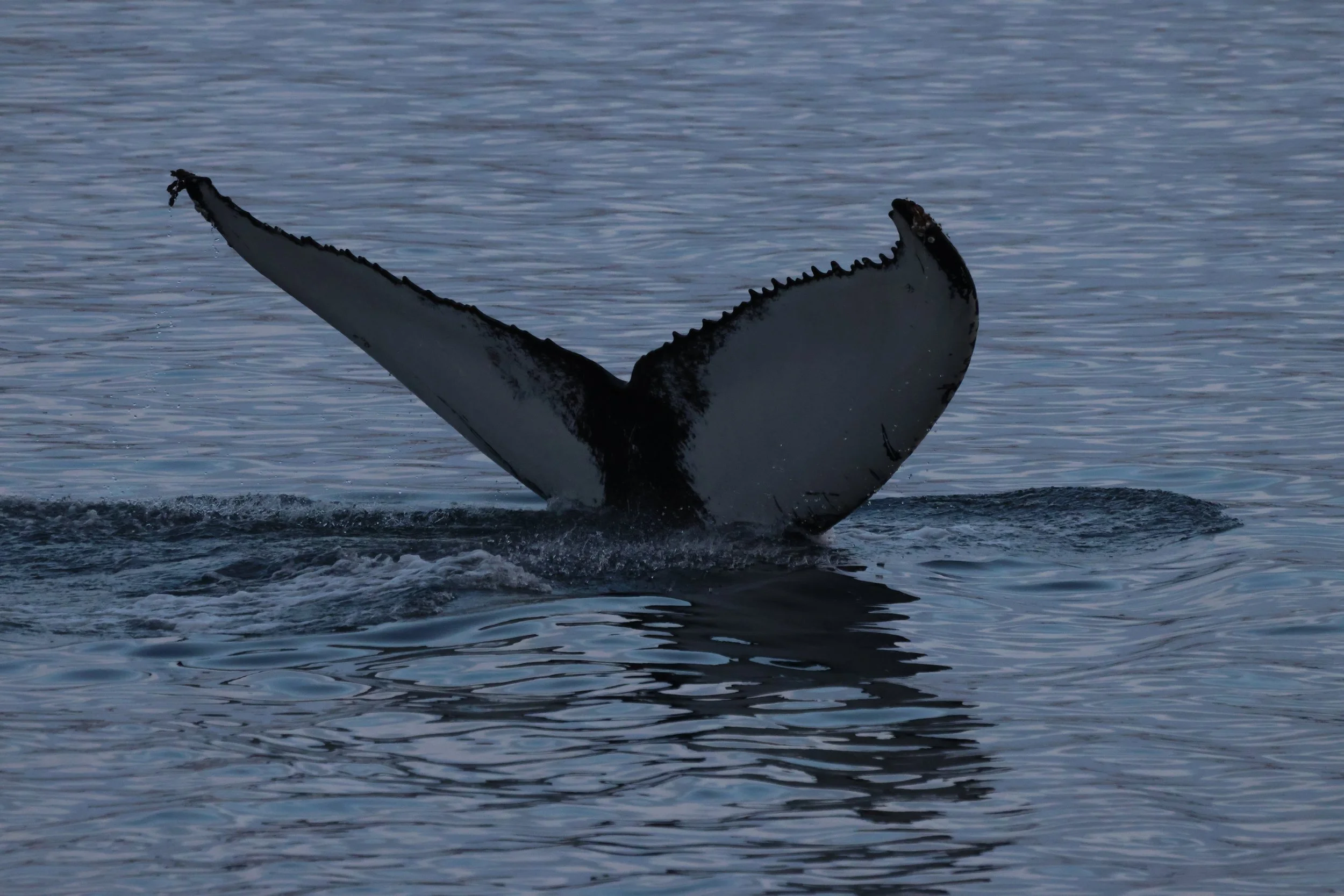 2025_12_03_1100_KON_GISELA (18).JPG