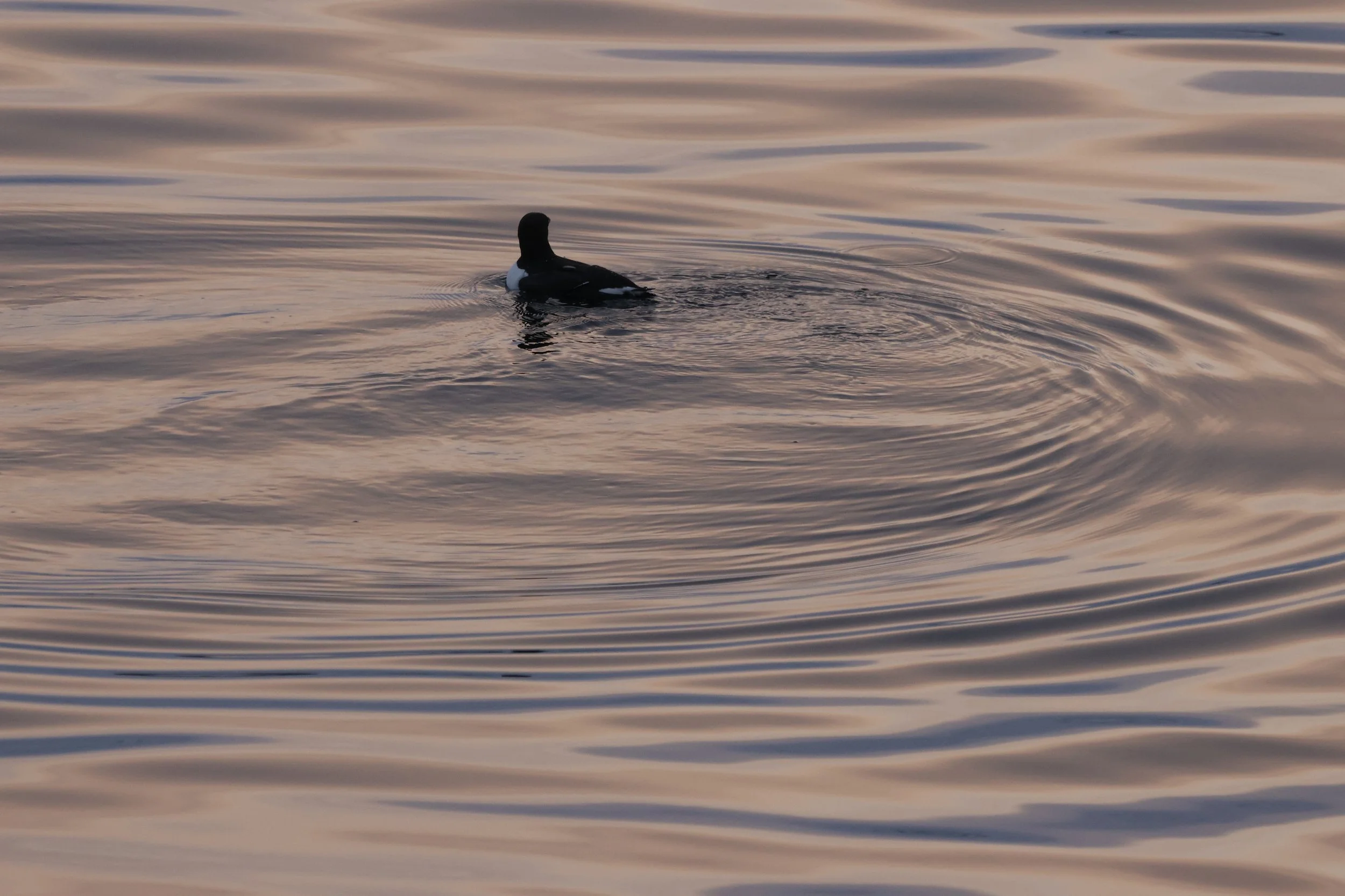 2025_12_05_1100_KON_GISELA (21).JPG