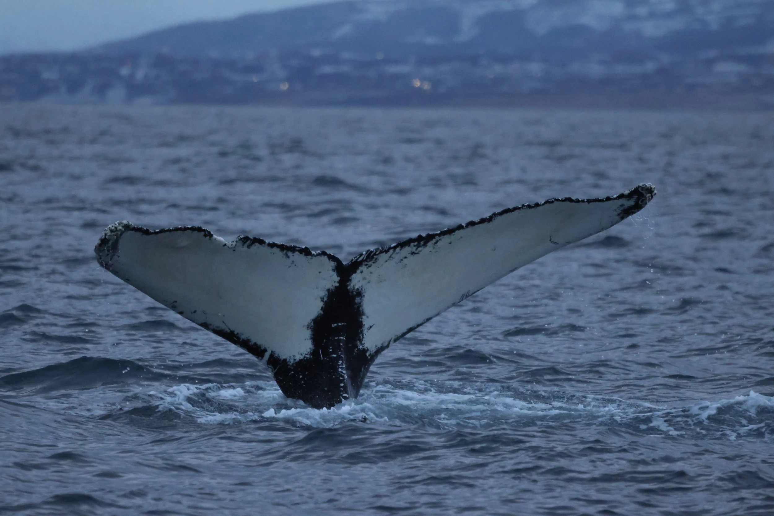 2025_12_07_1100_KON_JACOB (44).JPG