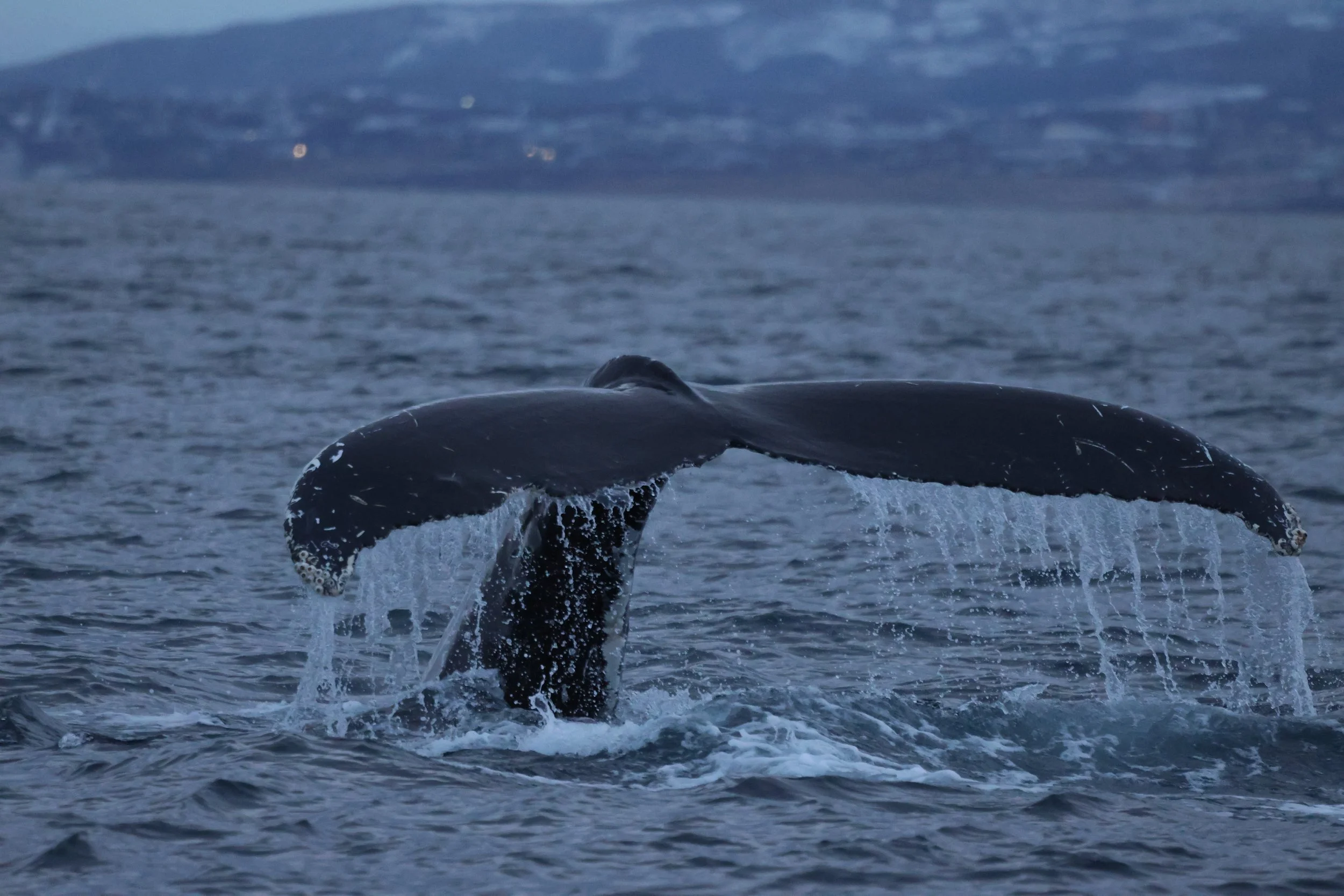 2025_12_07_1100_KON_JACOB (37).JPG